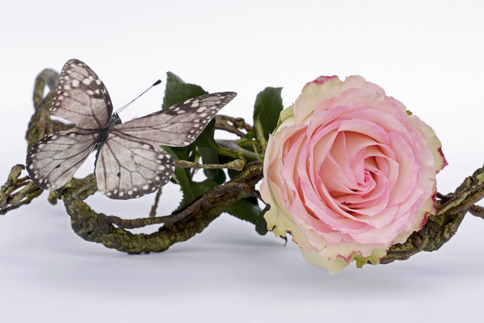 Nikon D7100 sample photo. Rose, pink, rose flower photography