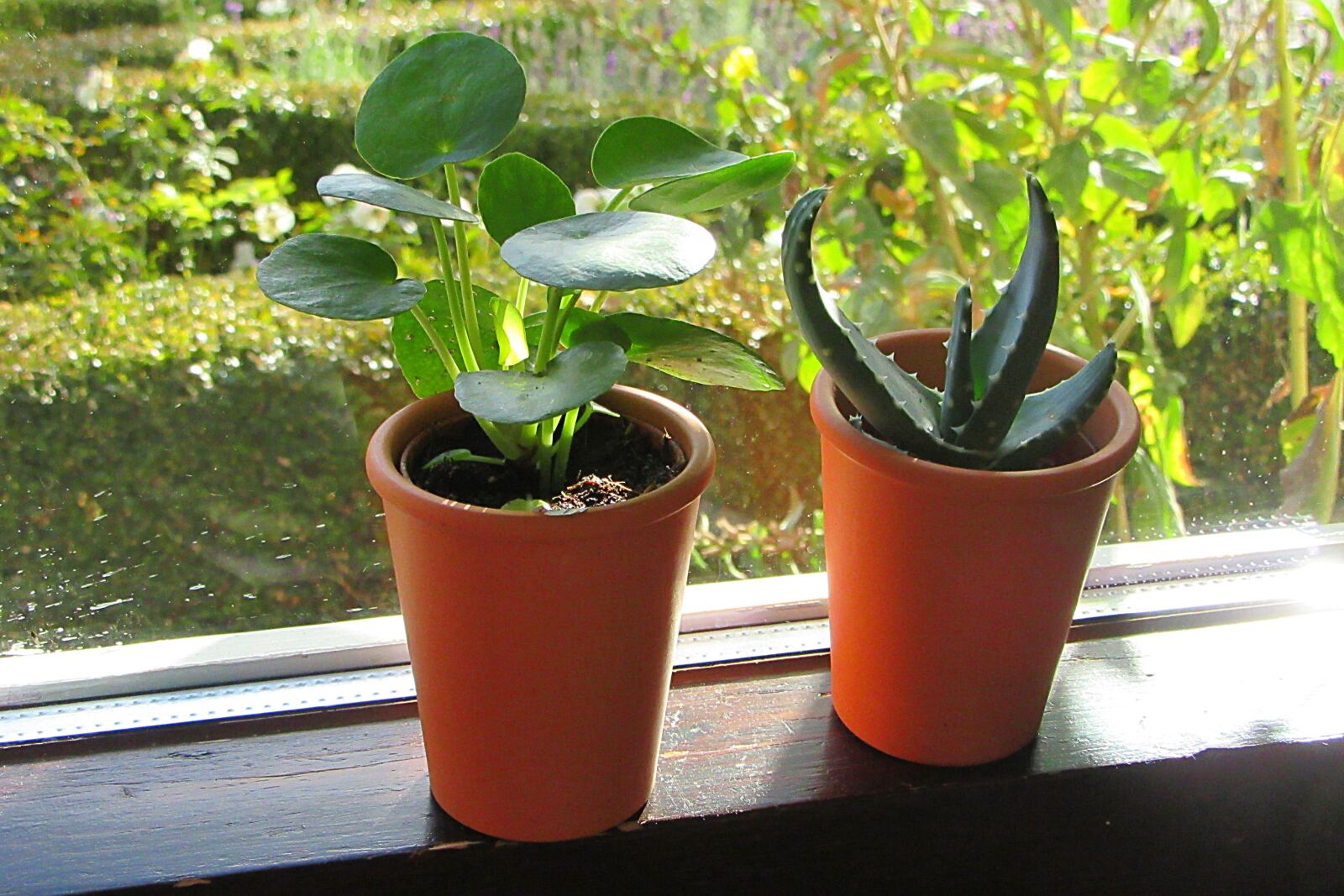 Canon PowerShot SX610 HS sample photo. Indoor plant, window sill photography