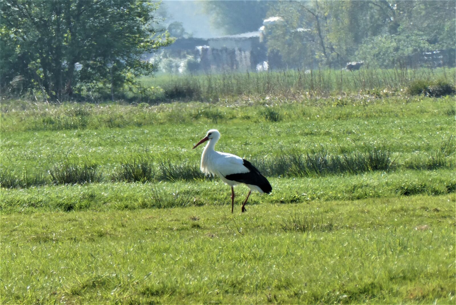 Panasonic Lumix DC-ZS70 (Lumix DC-TZ90) sample photo. Stork, meadow bird, grass photography