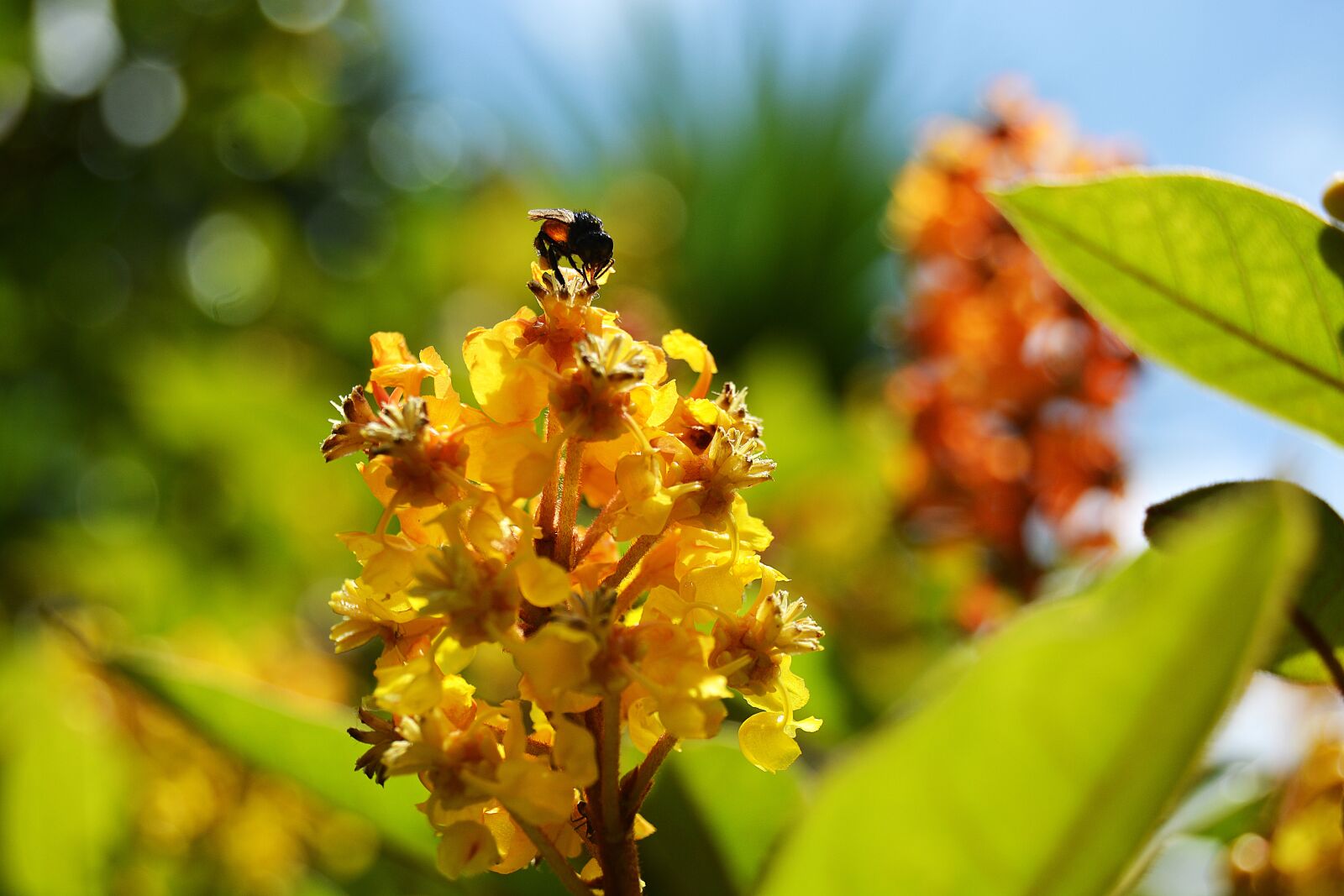 Nikon D5200 sample photo. Bee, flower, silver photography
