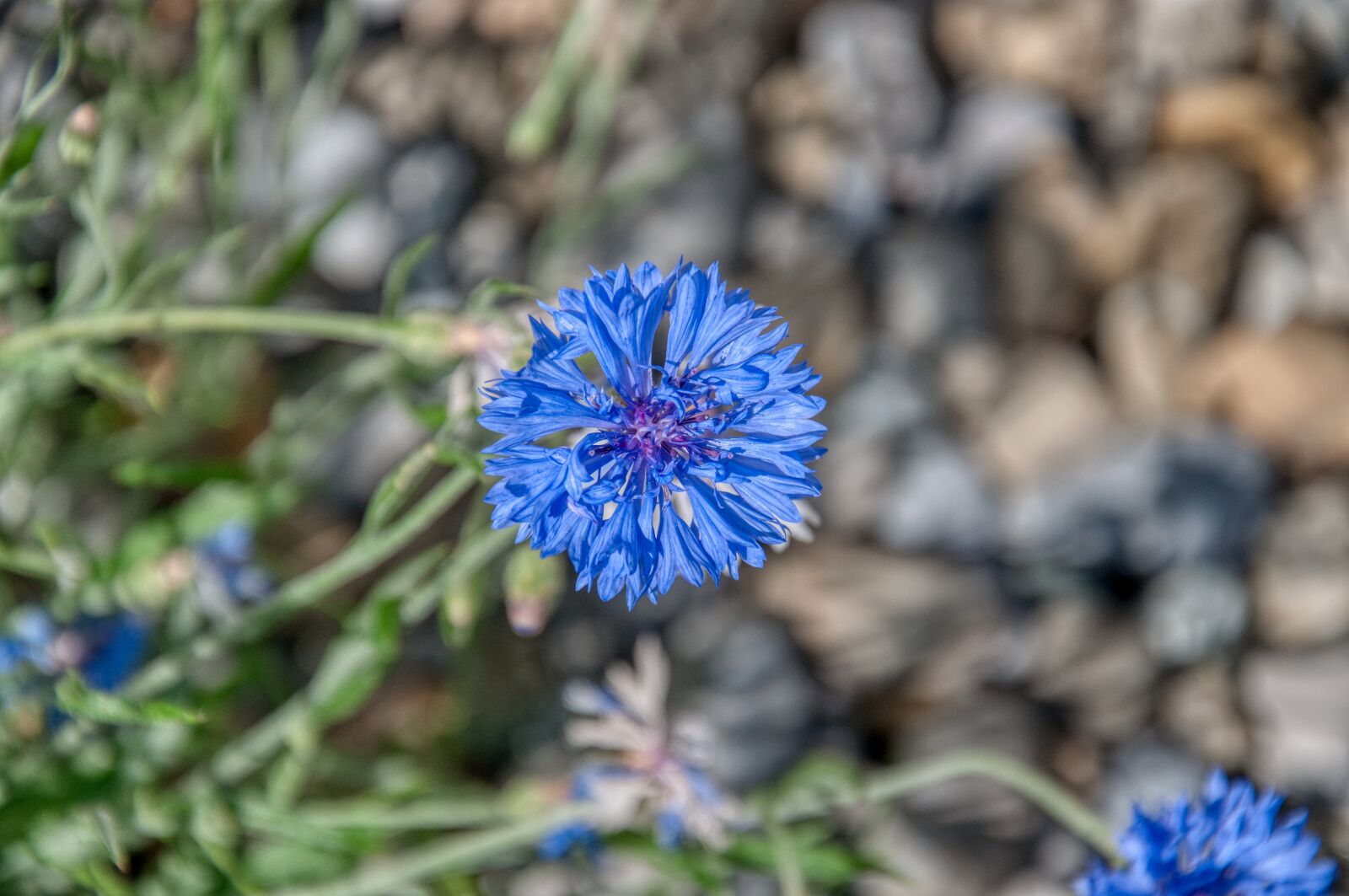 Nikon D5000 sample photo. Cornflower, wayside, wall photography