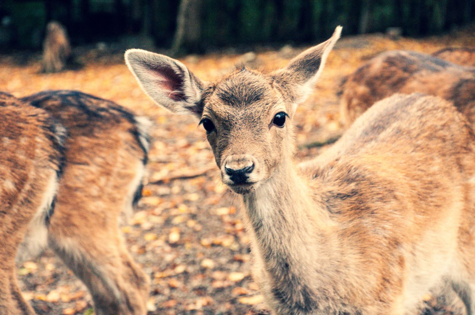 Nikon D90 sample photo. Bambi, roe deer, fawn photography