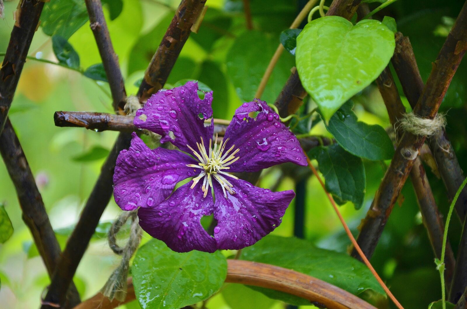 Nikon D7000 sample photo. Flower, floral, nature photography