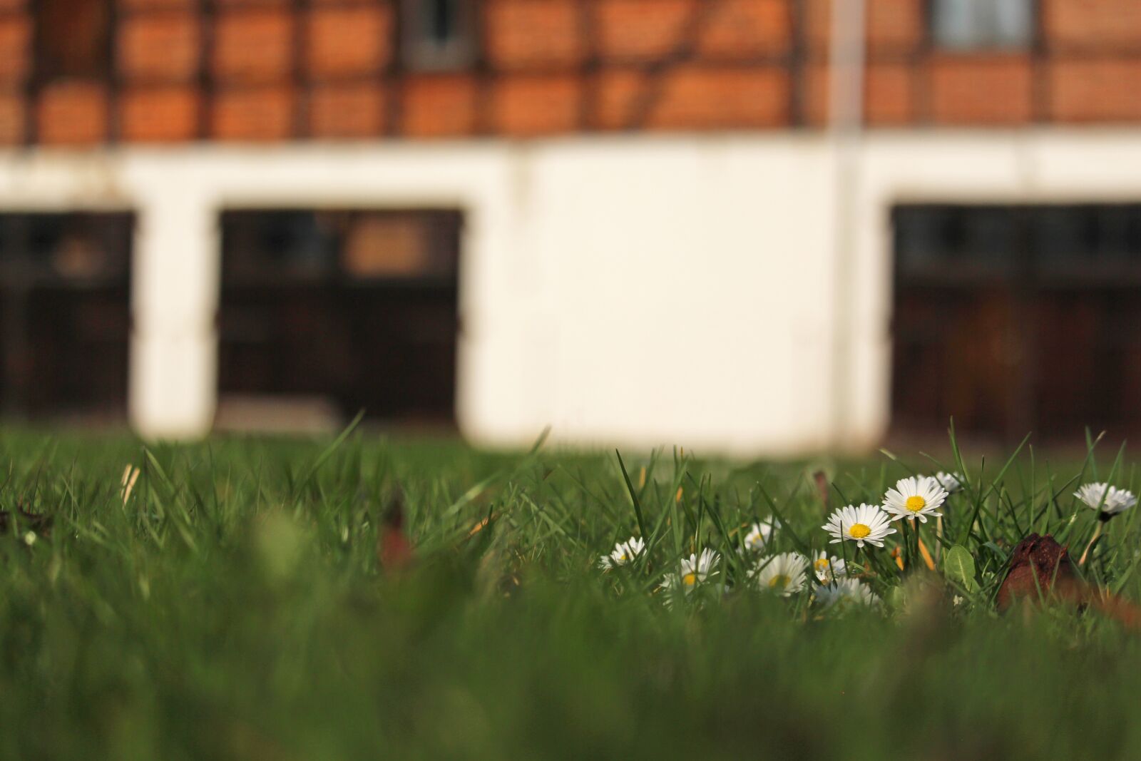 Canon EF-S 55-250mm F4-5.6 IS STM sample photo. Spring meadow, fachwerkhaus, farm photography