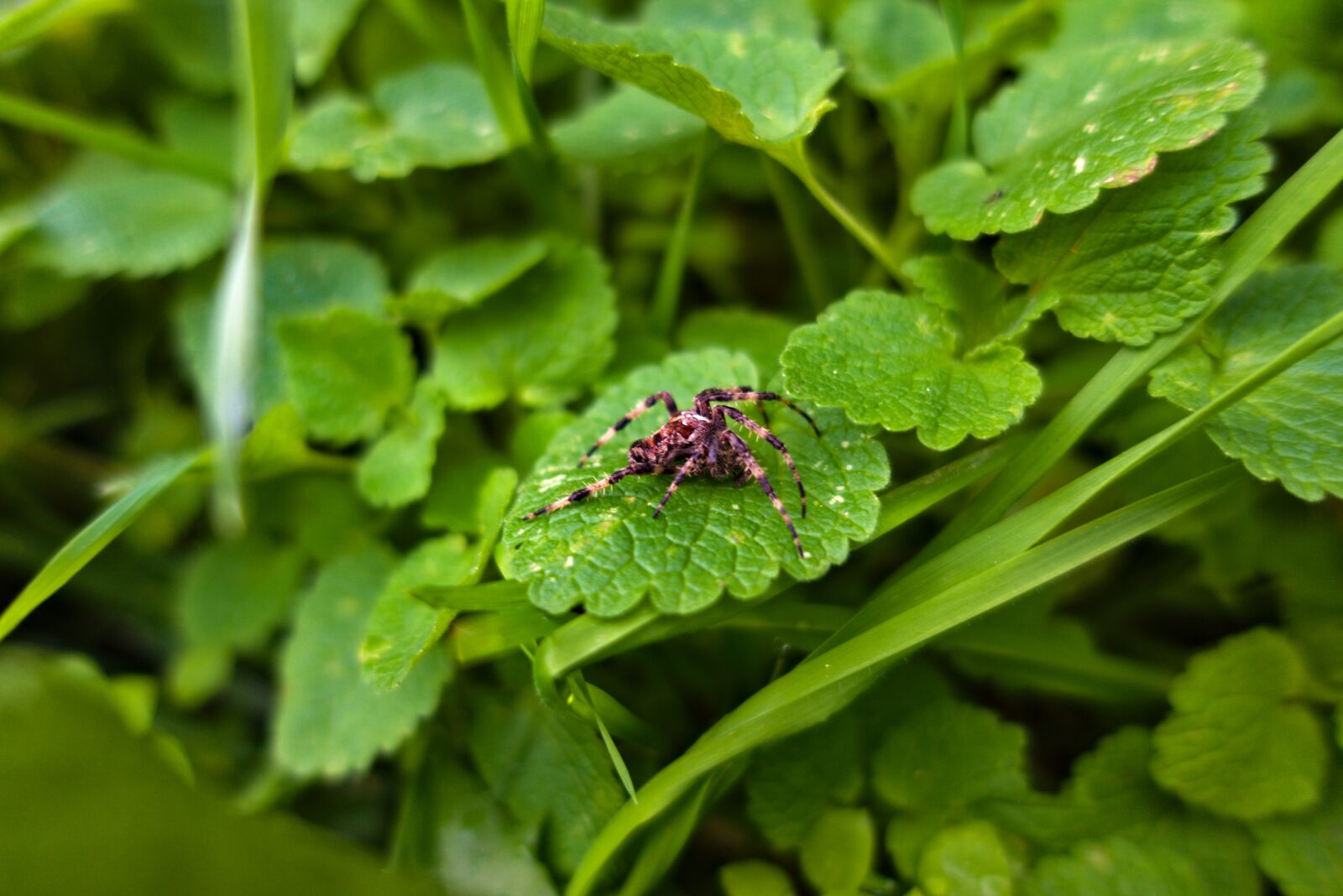 Sony DSC-RX100M5A sample photo. Spider, leaves, nature photography
