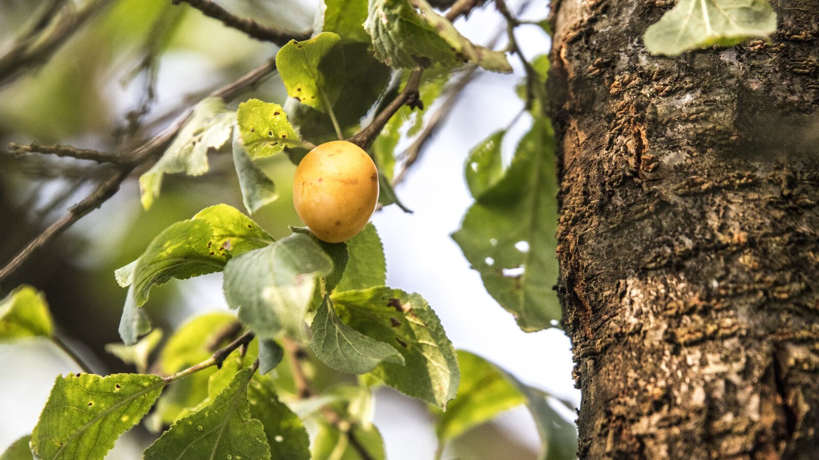 Canon EOS 800D (EOS Rebel T7i / EOS Kiss X9i) sample photo. Plum, fruit, tree photography