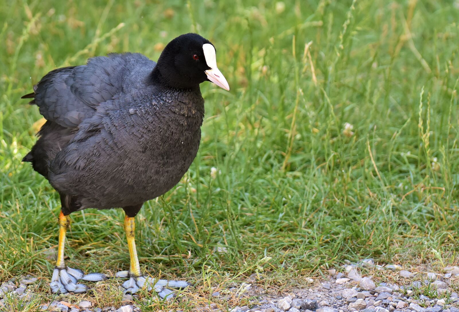 Nikon D7200 sample photo. Coot, animal, animal world photography