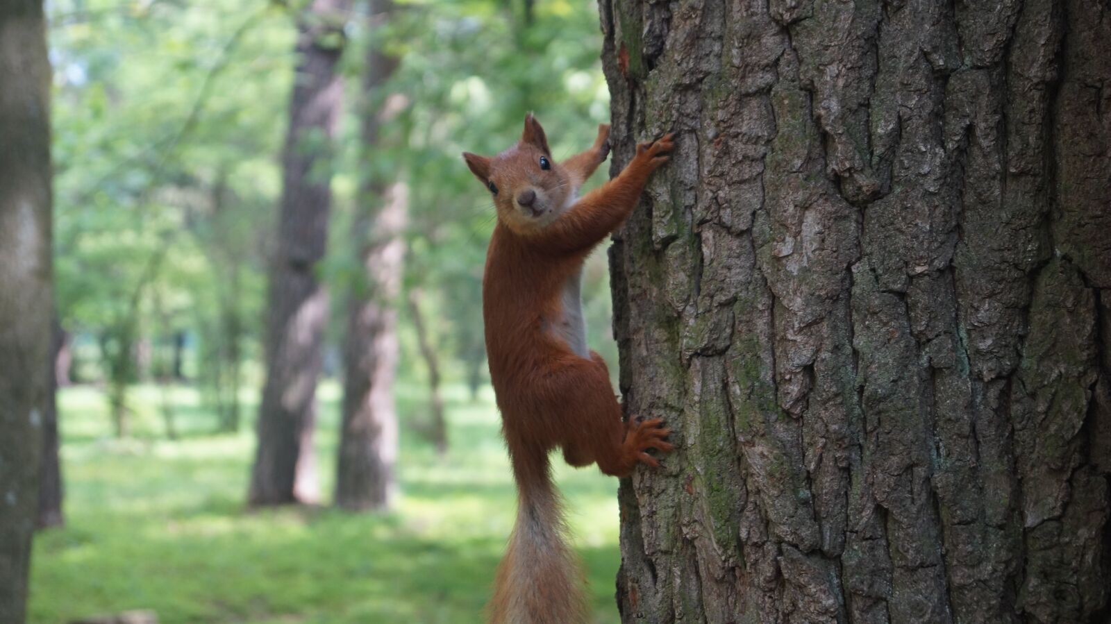 Sony SLT-A58 sample photo. Squirrel, small, animal photography
