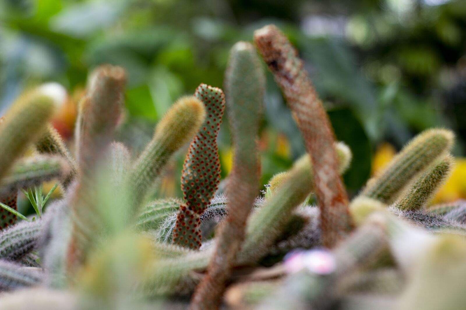YN50mm f/1.8 II sample photo. Cactus, desert, agave photography