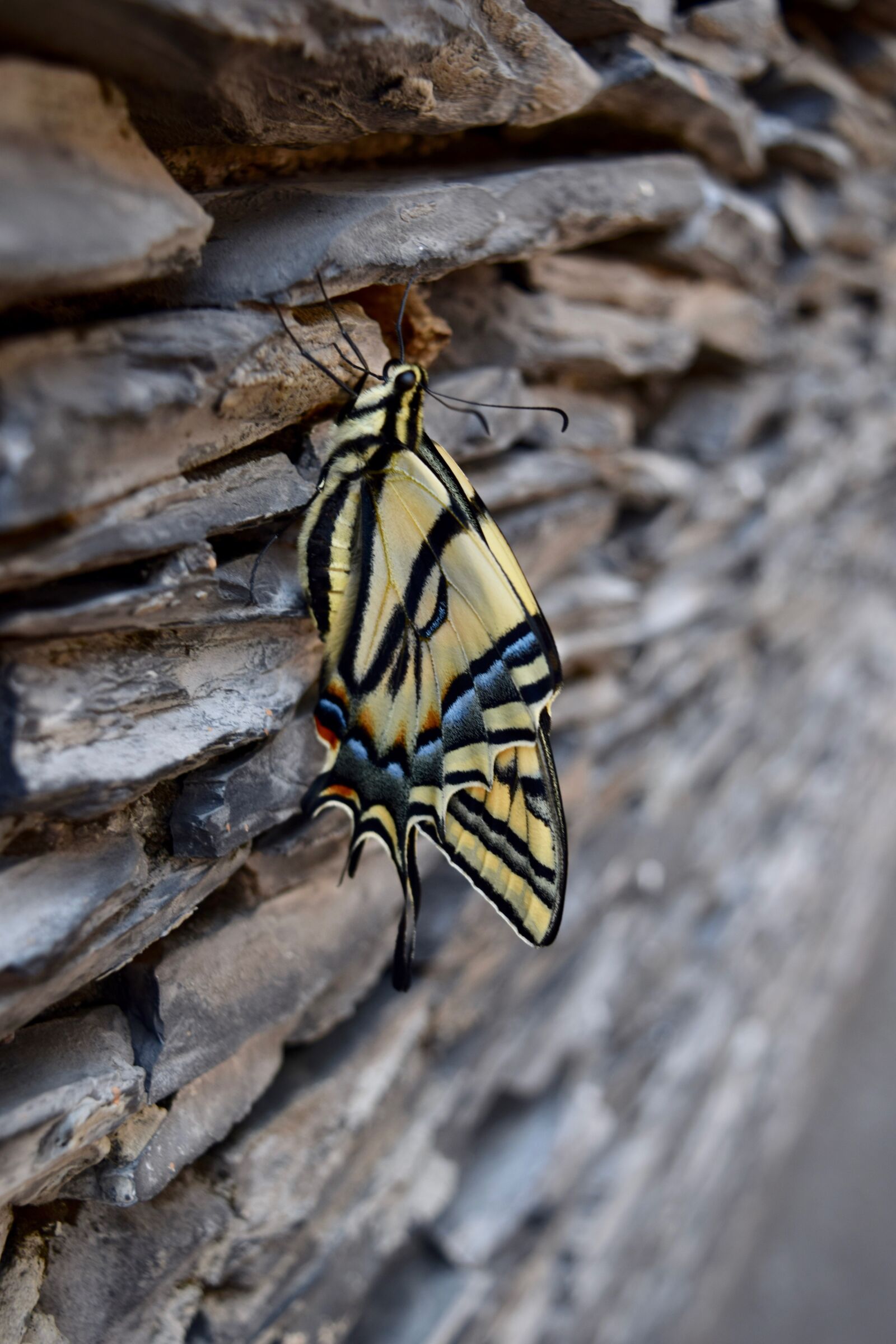 Nikon D3300 sample photo. Butterfly, stones, nature photography