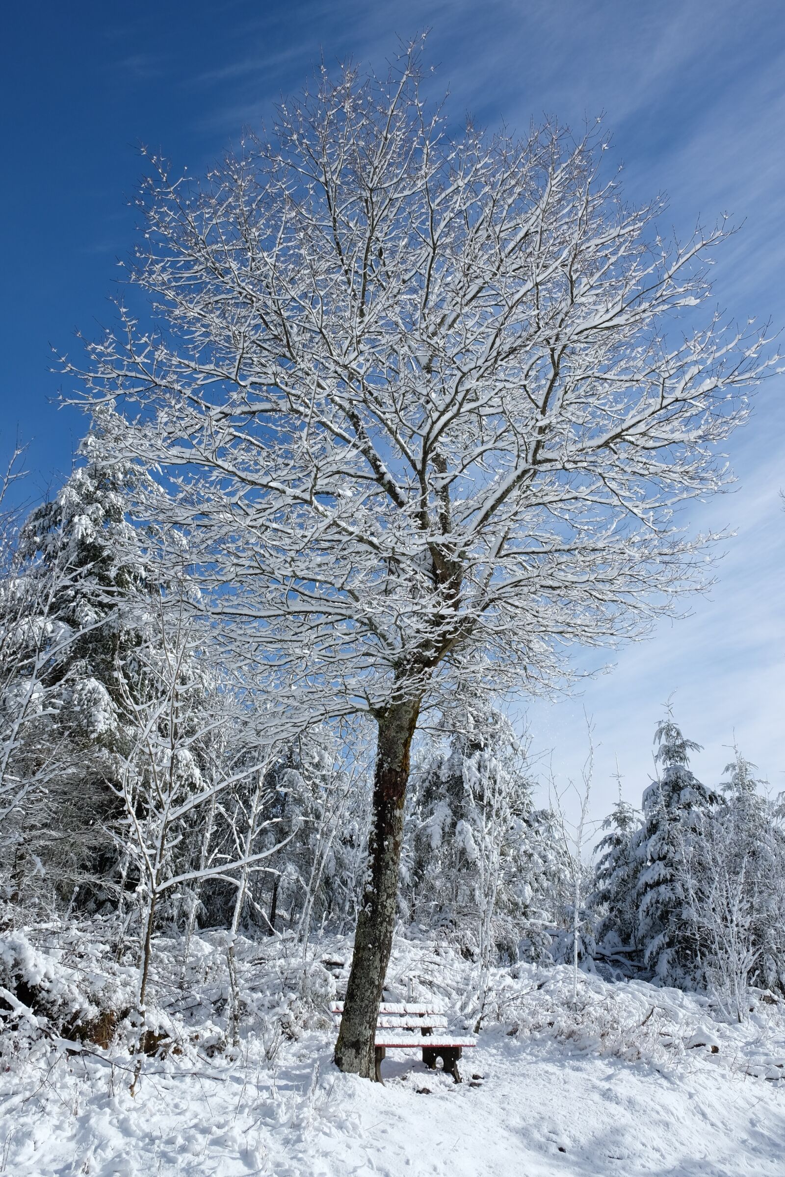 Fujifilm X-T10 sample photo. Tree, winter, snow photography