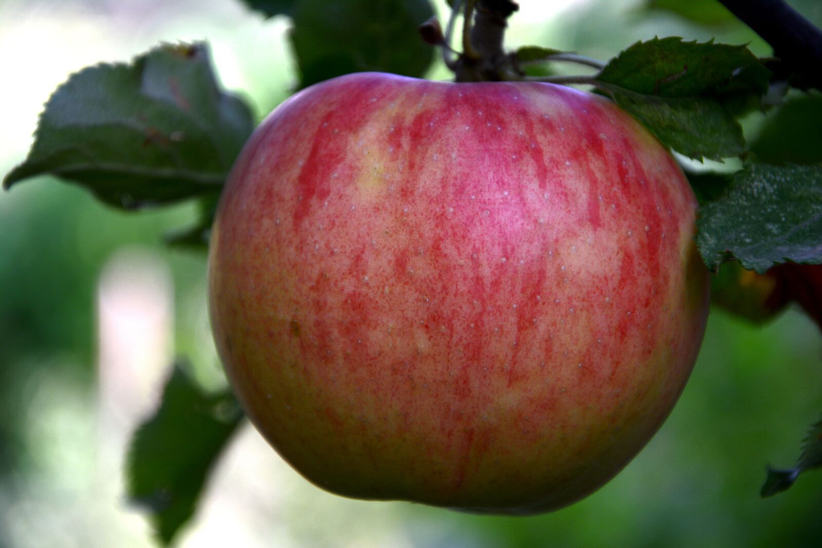 Nikon D7100 sample photo. Apple, red, leaves photography