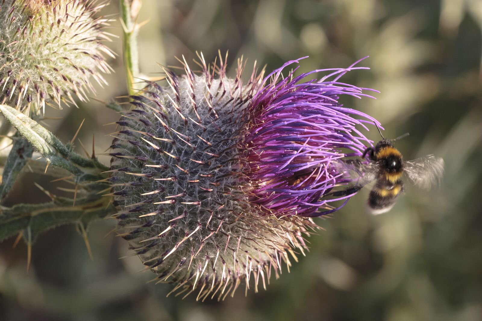 Canon EOS 20D sample photo. Thistle, flower, bee photography