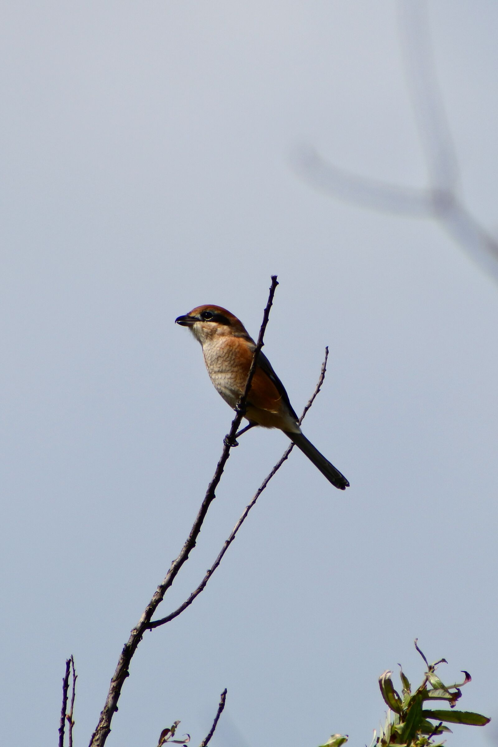 VR 70-300mm f/4.5-6.3G sample photo. Animal, twigs, little bird photography