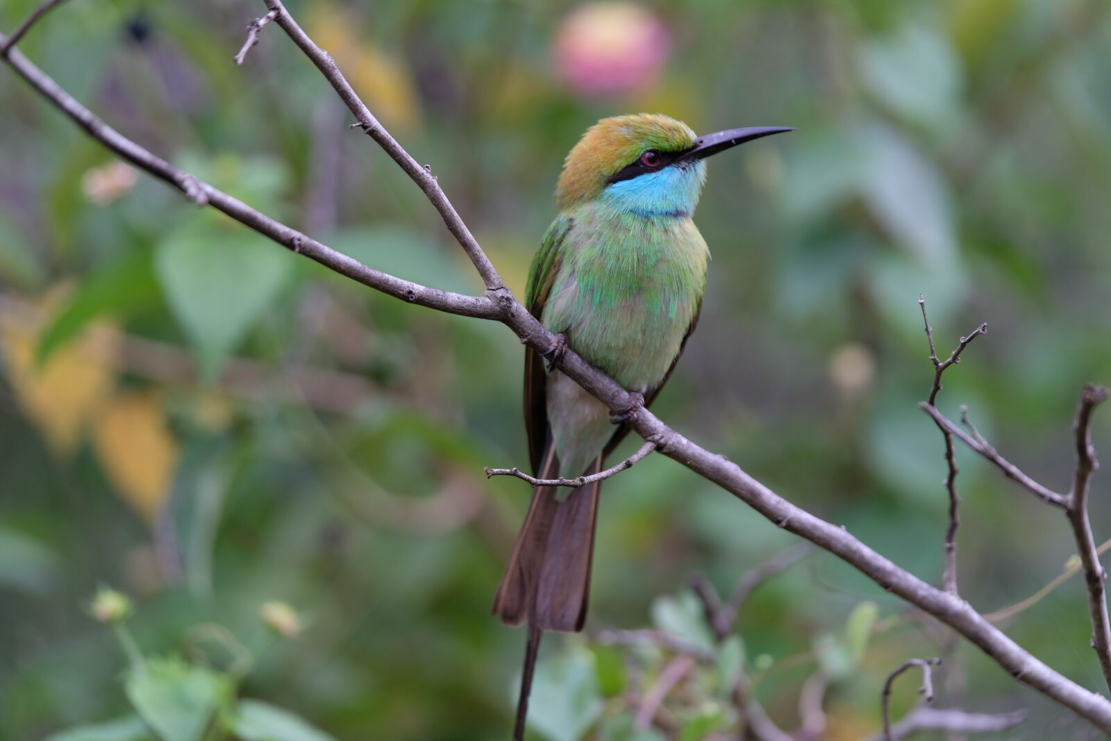 Fujifilm XF 50-140mm F2.8 R LM OIS WR sample photo. Bee-eater, bird, colourful photography