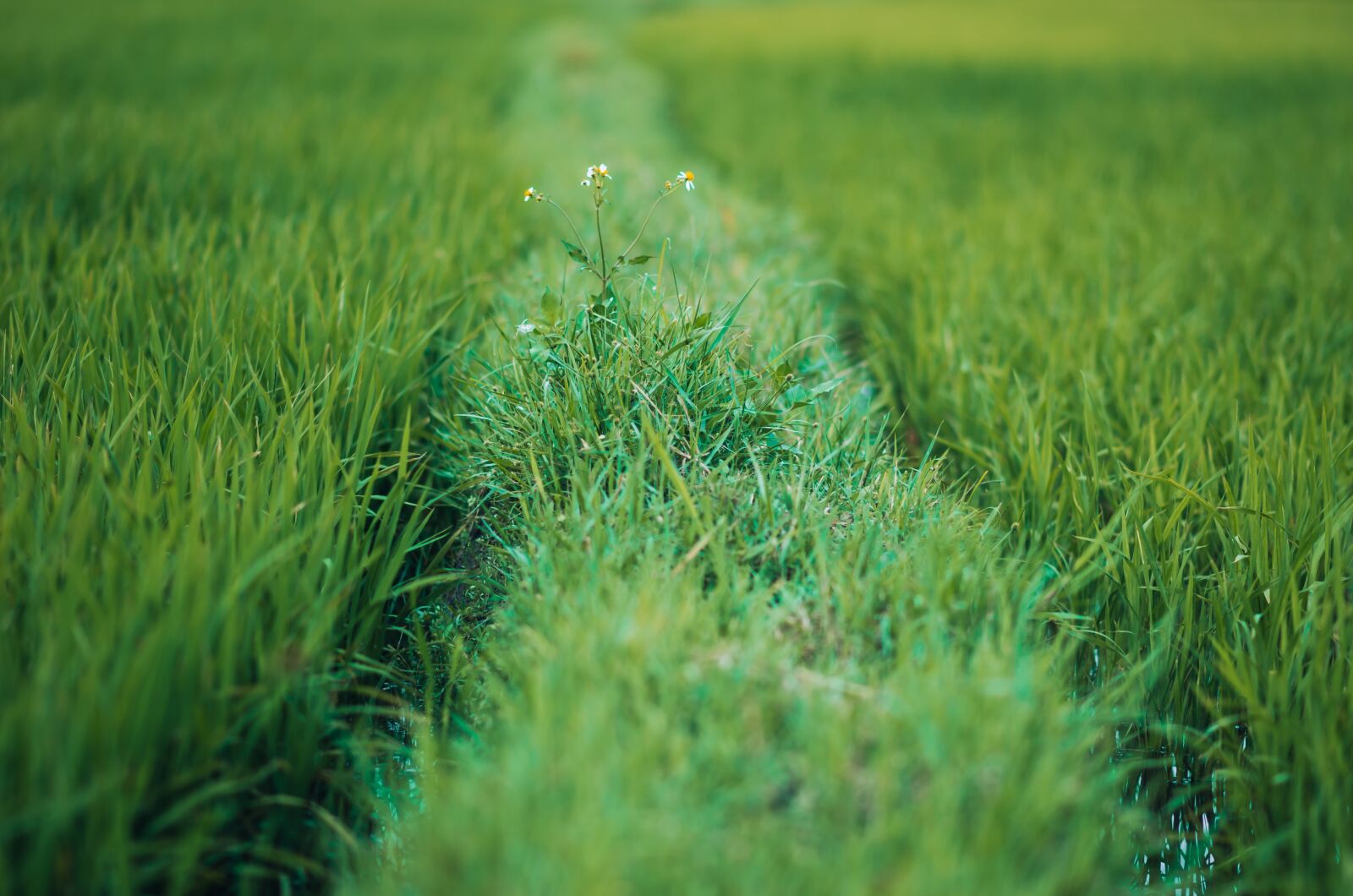 Nikon D7000 sample photo. Paddy field, neck, flower photography