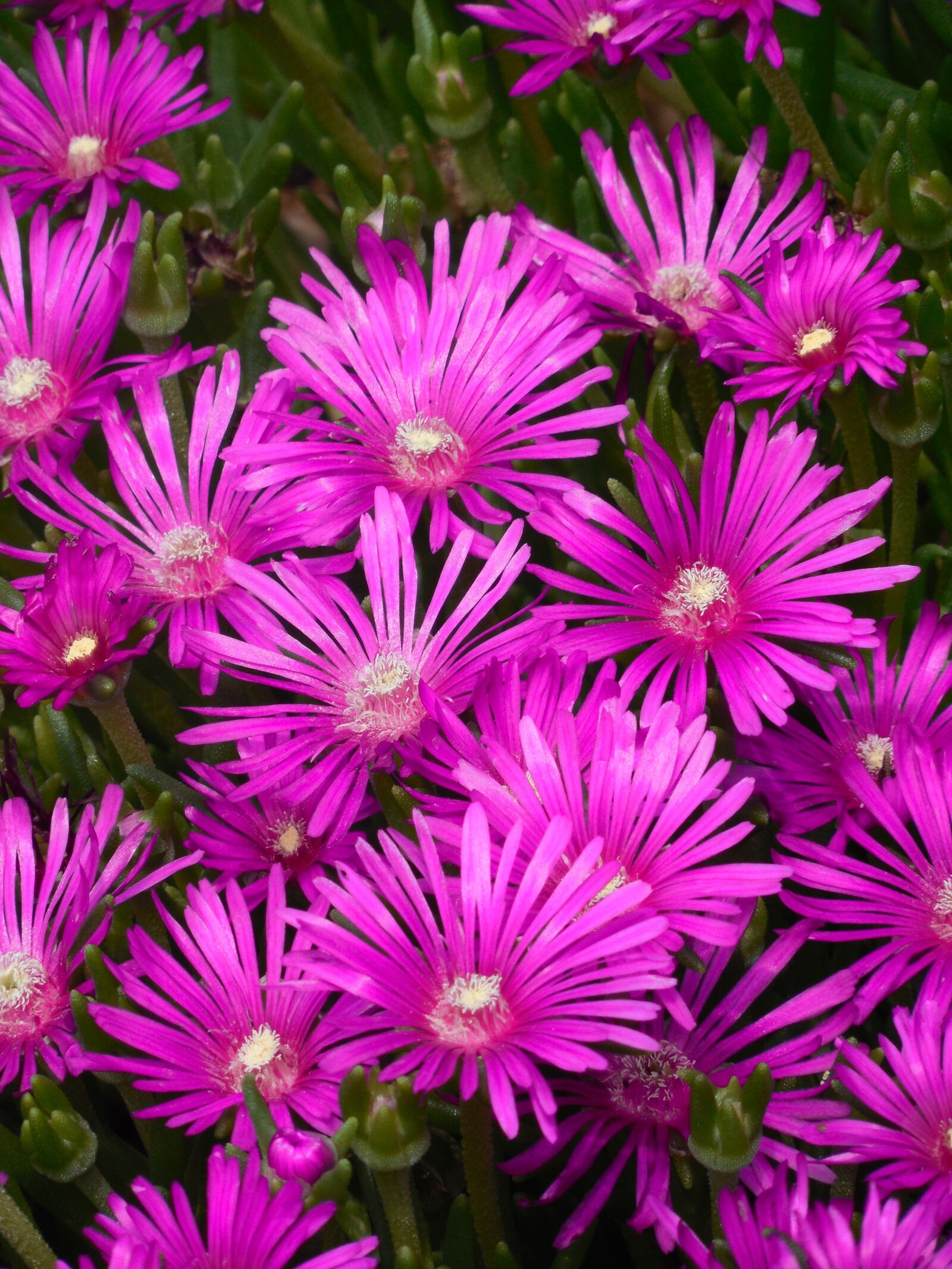 Nikon COOLPIX L620 sample photo. Groundcover, ice plant, ice photography