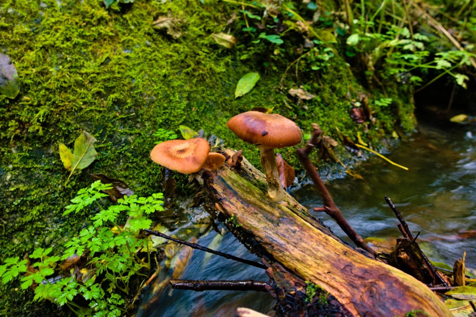 Sony DSC-RX100M5A sample photo. Fungus, brown, nature photography