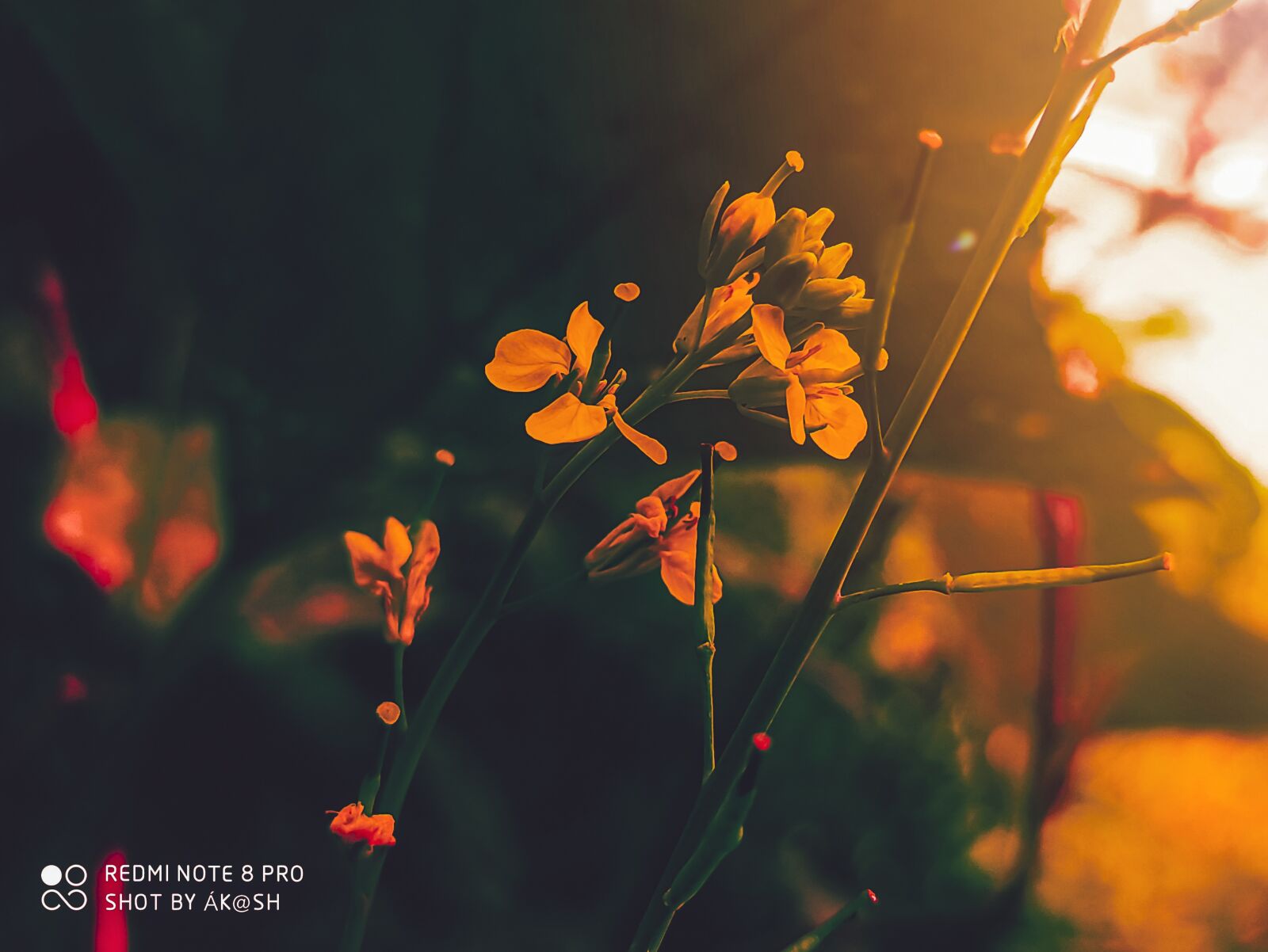 Xiaomi Redmi Note 8 Pro sample photo. Cutting the petals, the photography