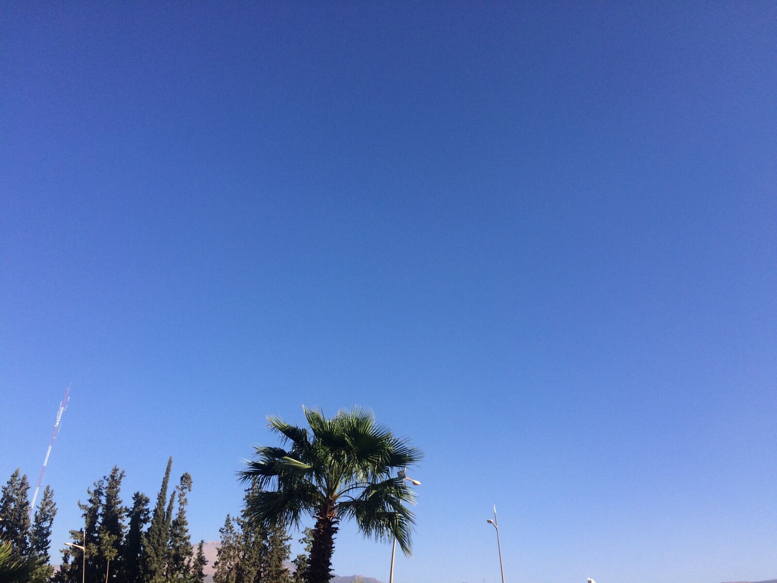 iPhone 5s back camera 4.15mm f/2.2 sample photo. Blue, sky, palm photography