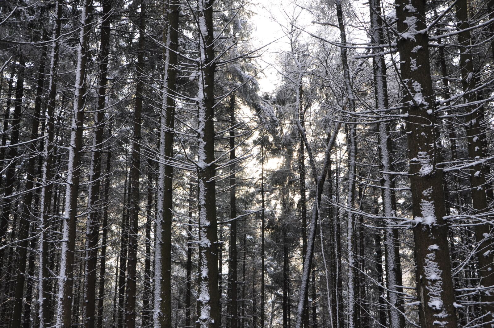 Nikon D5000 sample photo. Forest, trees, landscape photography