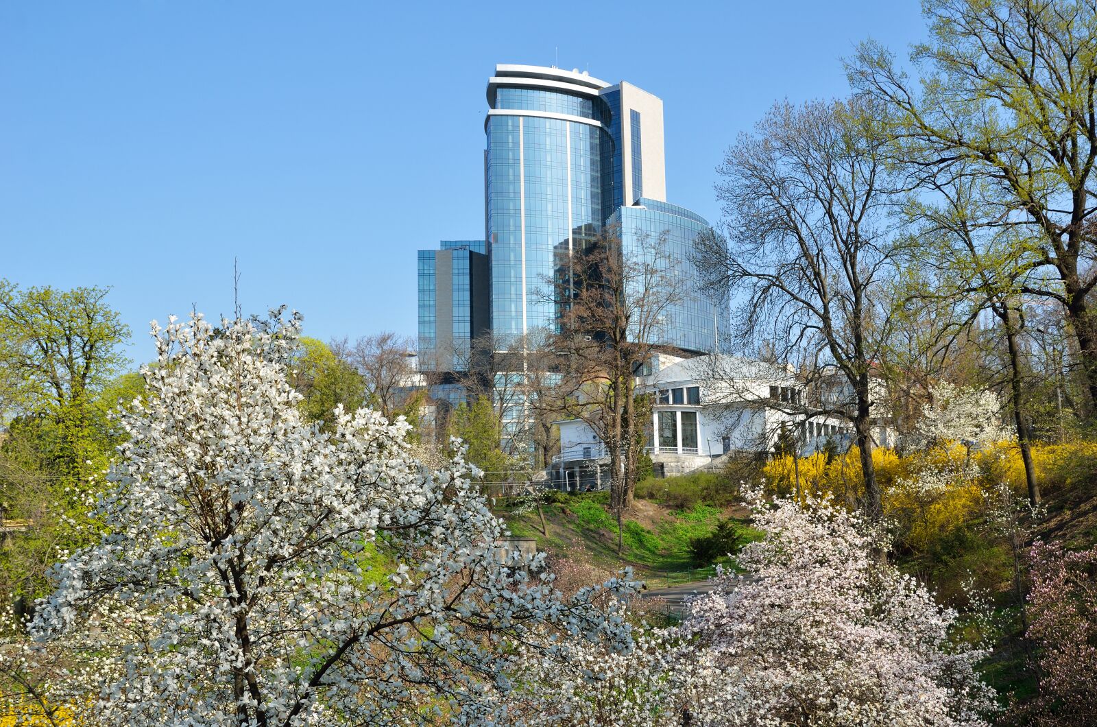 Nikon D7000 sample photo. Magnolia, park, university photography