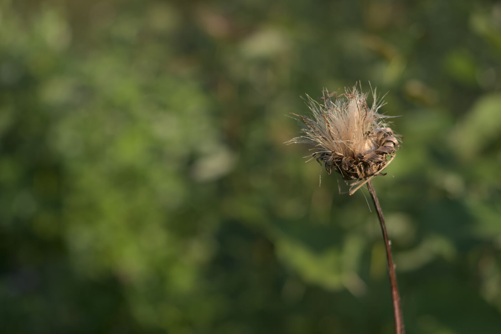 Pentax K-70 sample photo. Nature, plant, flower photography