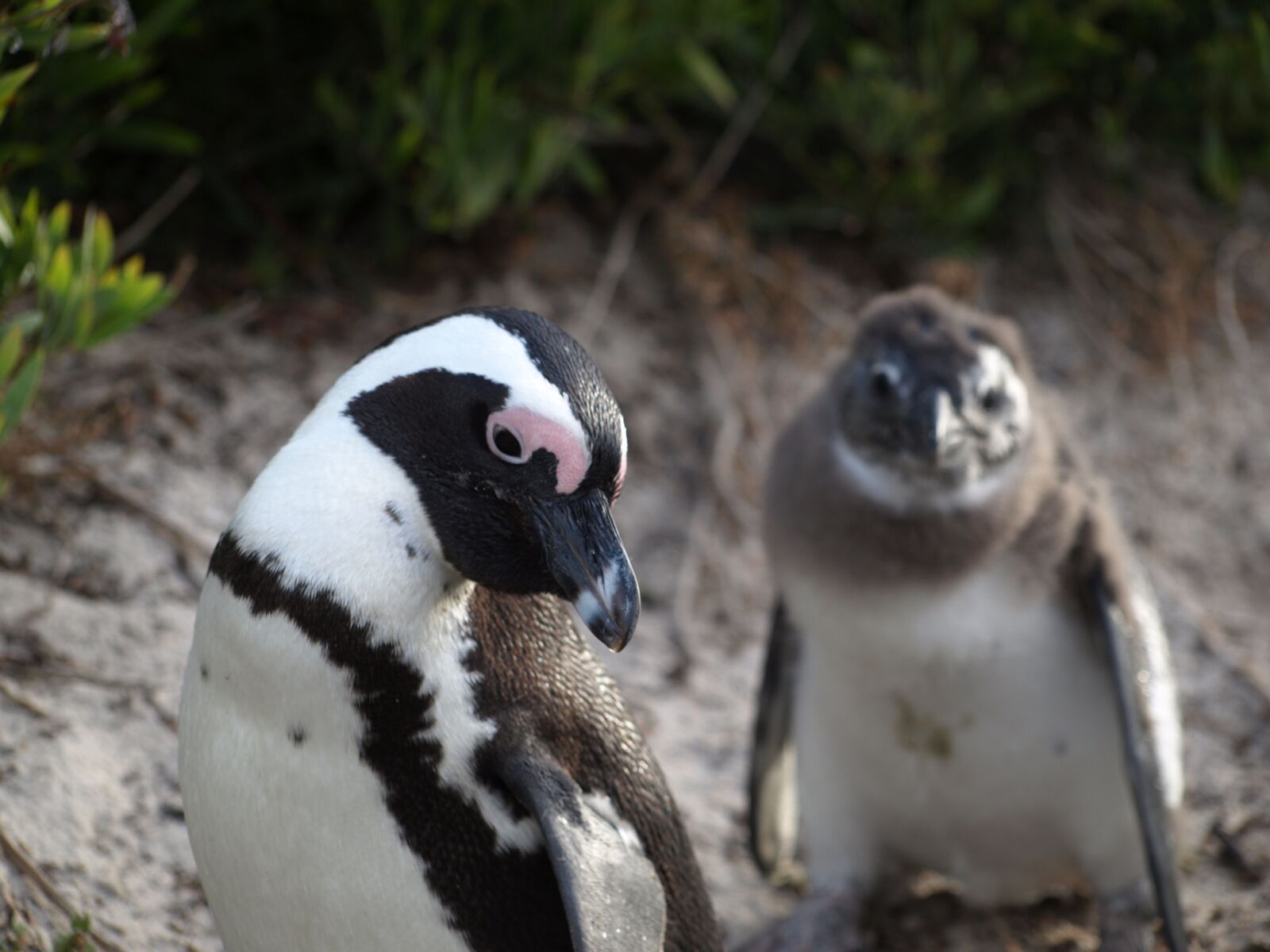 Olympus E-510 (EVOLT E-510) sample photo. Penguin, young, mother photography