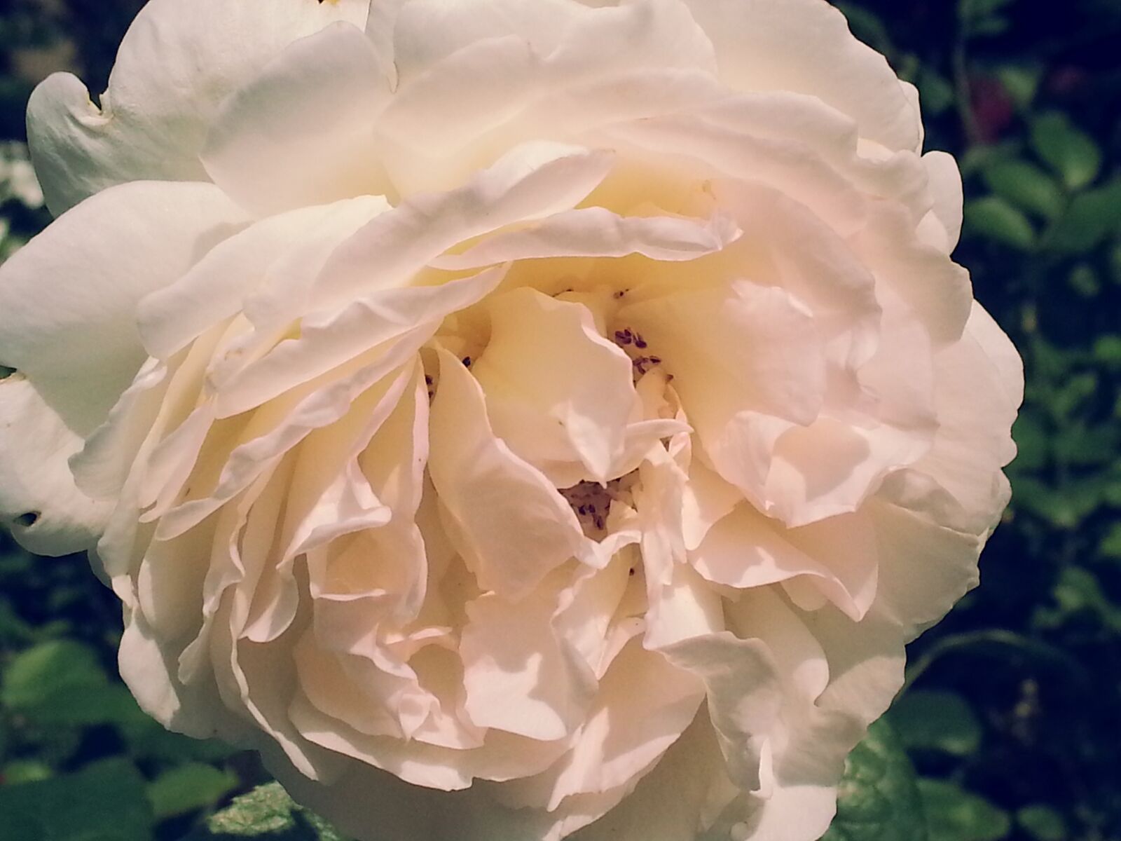 Samsung Galaxy S3 sample photo. Rose, way of the photography