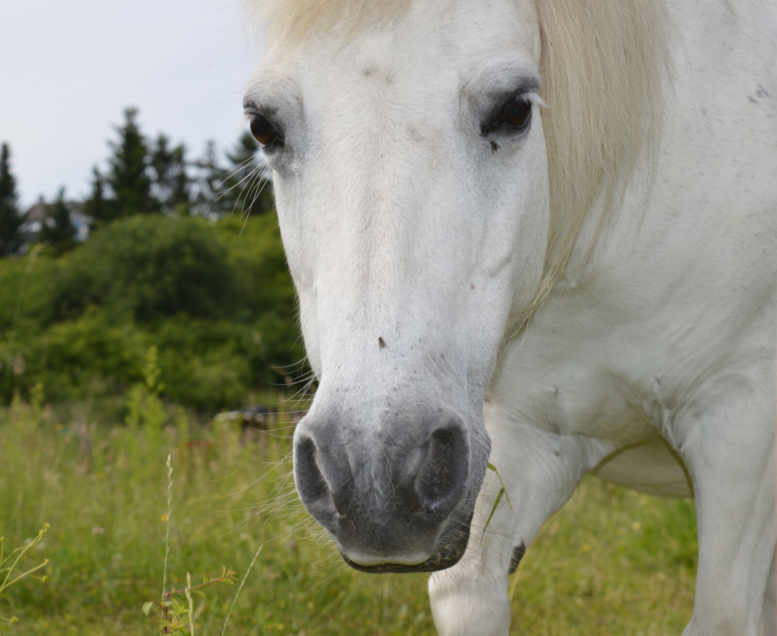 Nikon D3200 sample photo. Horse, white, white horse photography