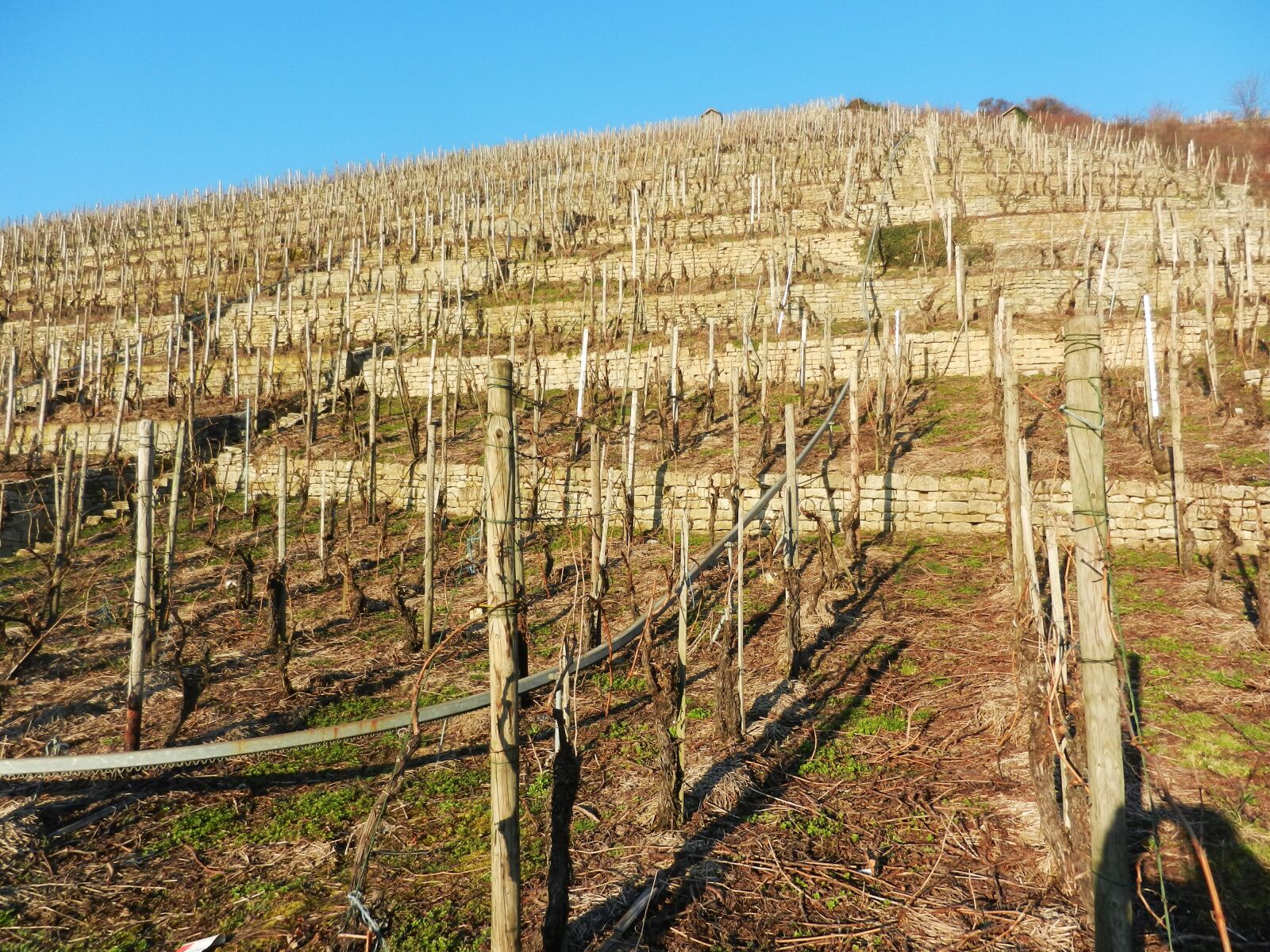 Nikon Coolpix S9100 sample photo. Vineyard, neckar, sunny photography