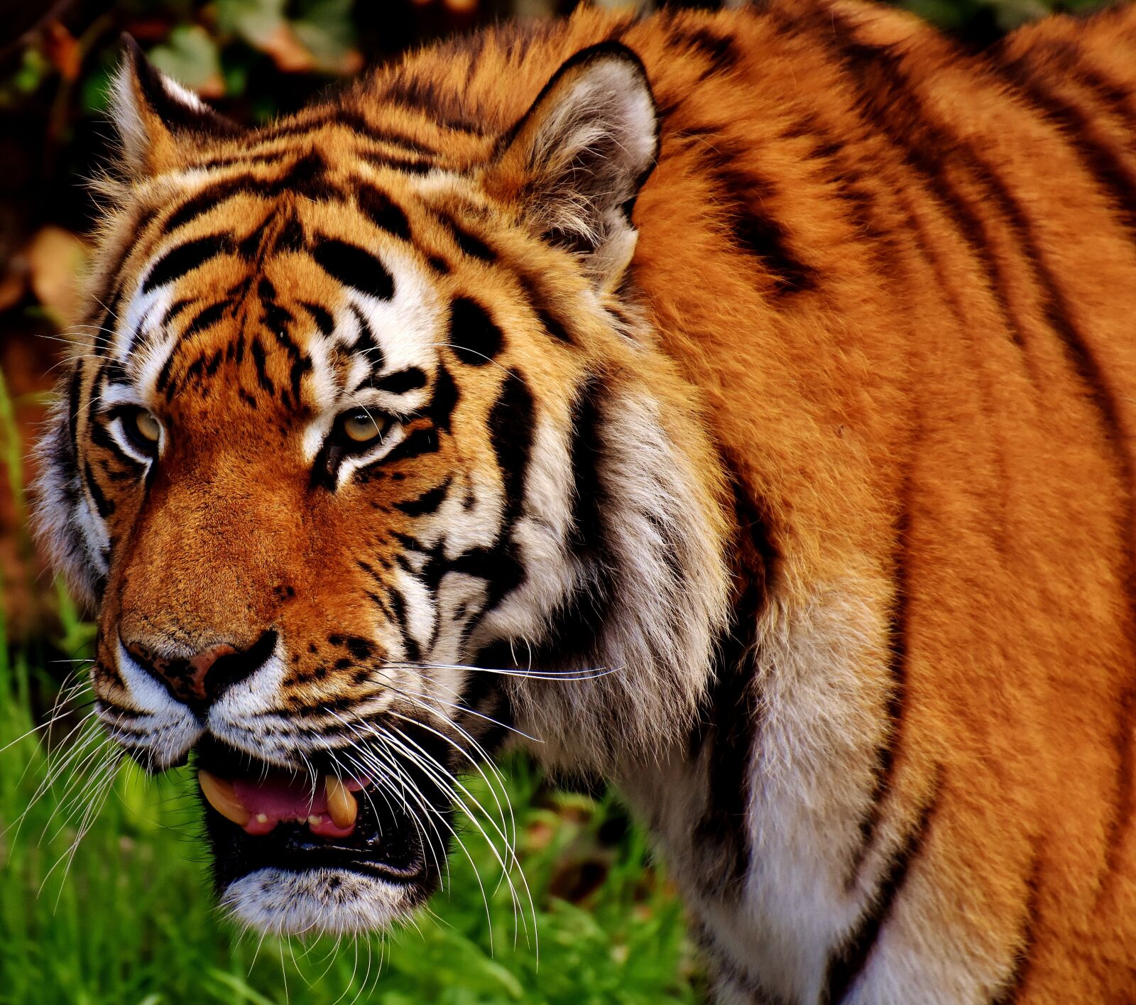 Nikon D7200 sample photo. Tiger, predator, fur photography