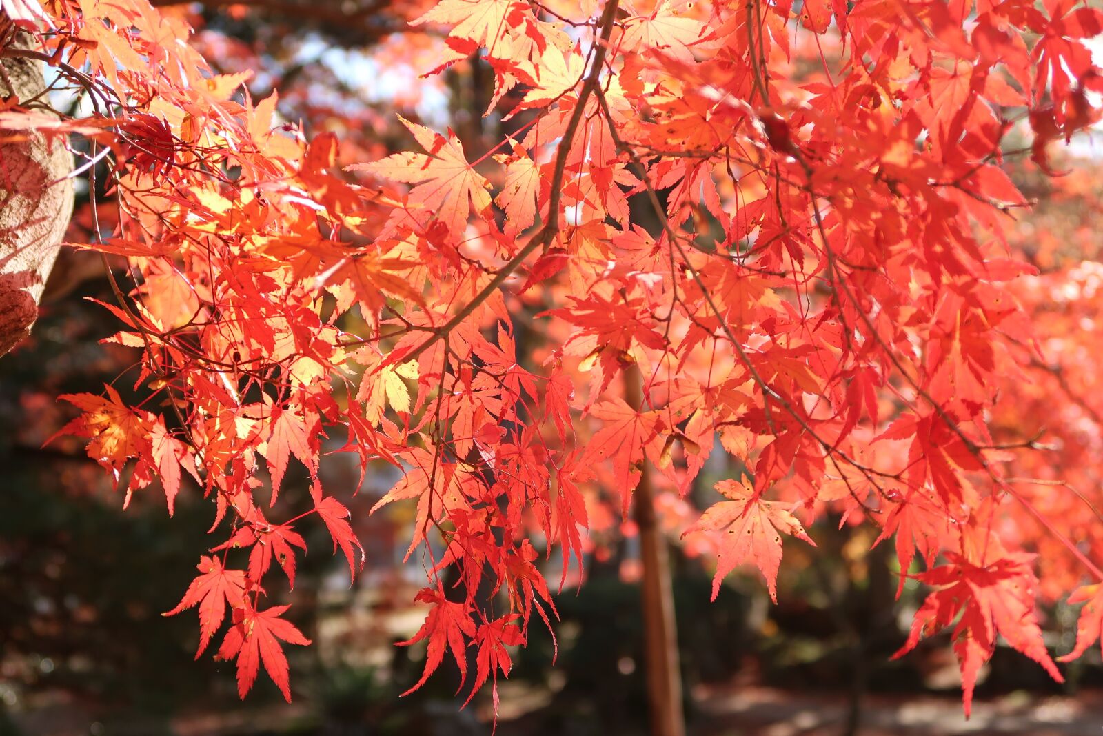 Canon PowerShot G7 X Mark II sample photo. Autumnal leaves, japan, toki-shi photography