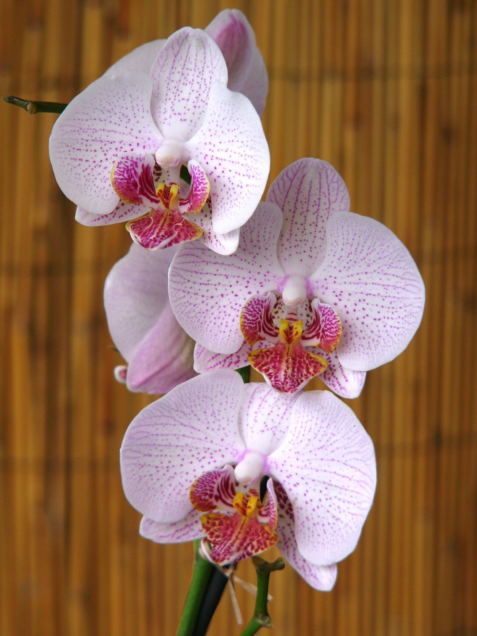 Panasonic DMC-FZ10 sample photo. Orchids, flower, rod photography
