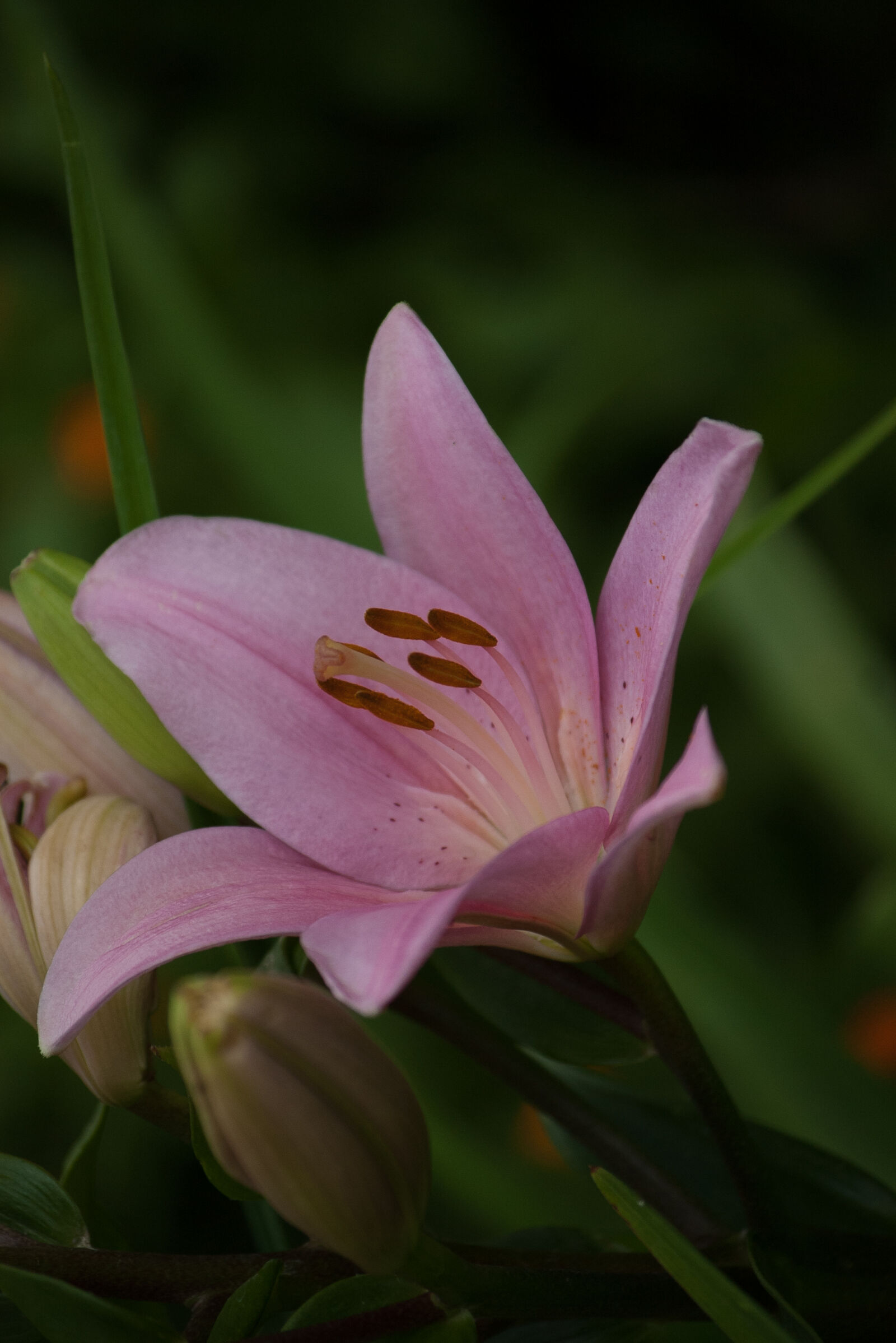 Pentax *ist DS sample photo