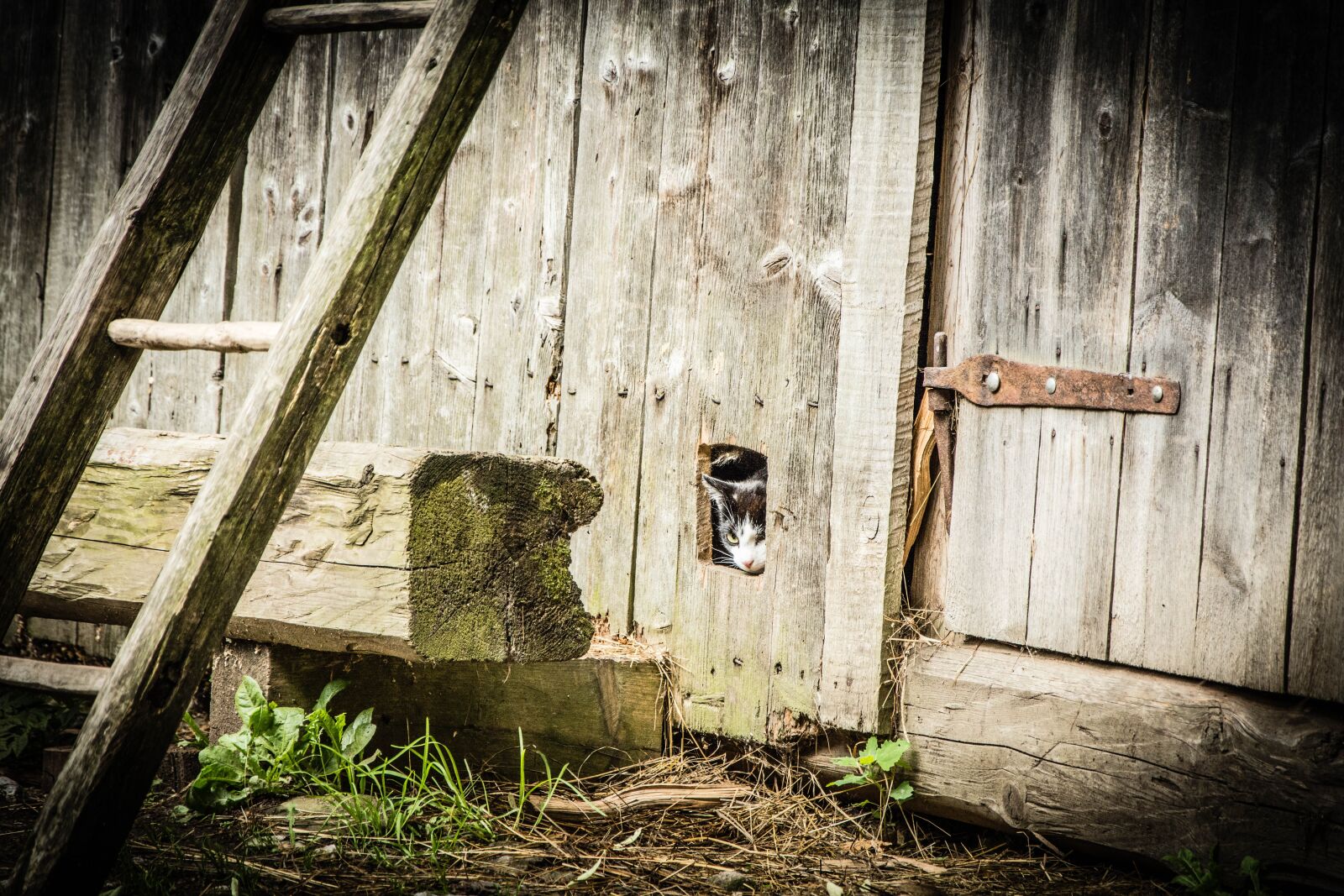 Nikon D7100 sample photo. Cat, hidden cat, wooden photography