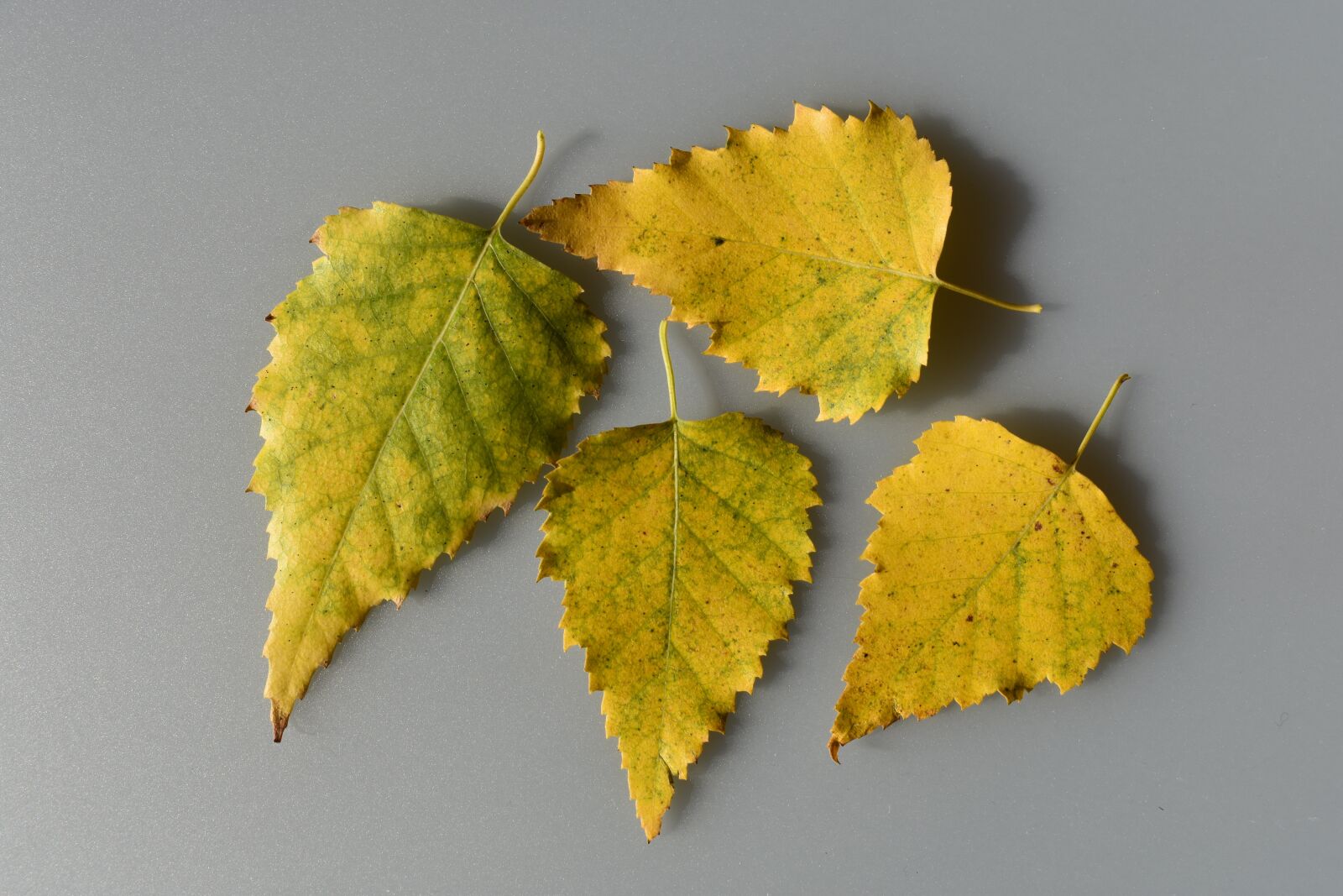 Nikon D3400 sample photo. Leaves, yellow, birch photography