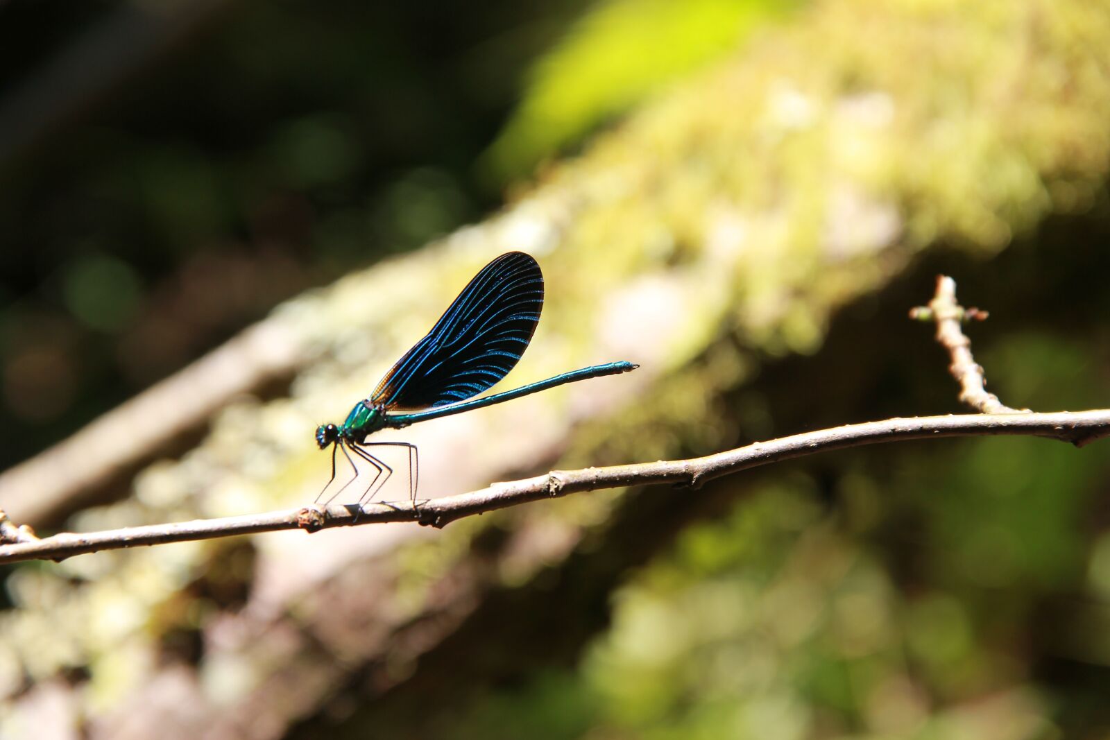 Canon EF-S 18-135mm F3.5-5.6 IS sample photo. Dragonfly, summer, wing photography