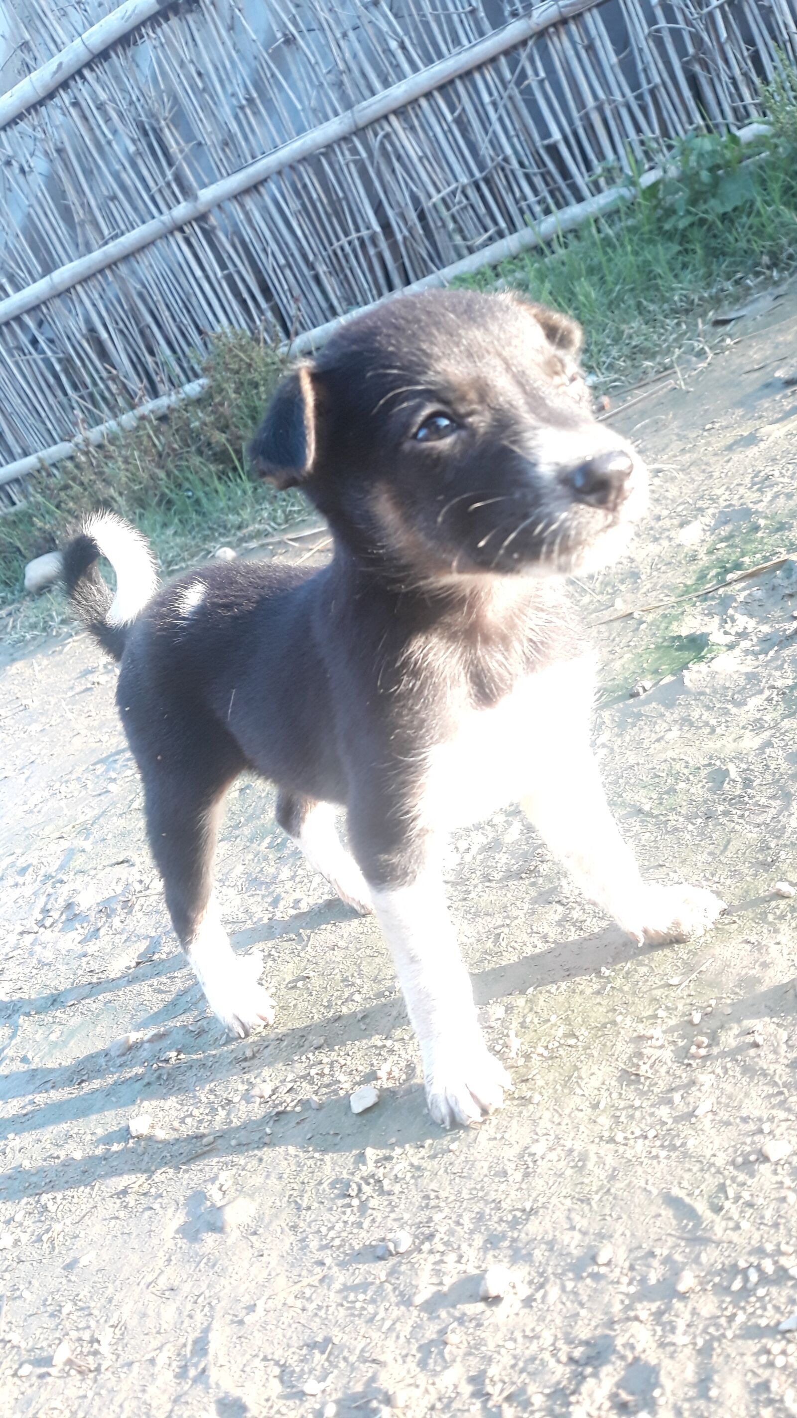 Samsung Galaxy J7 sample photo. Dog, puppy, standing photography