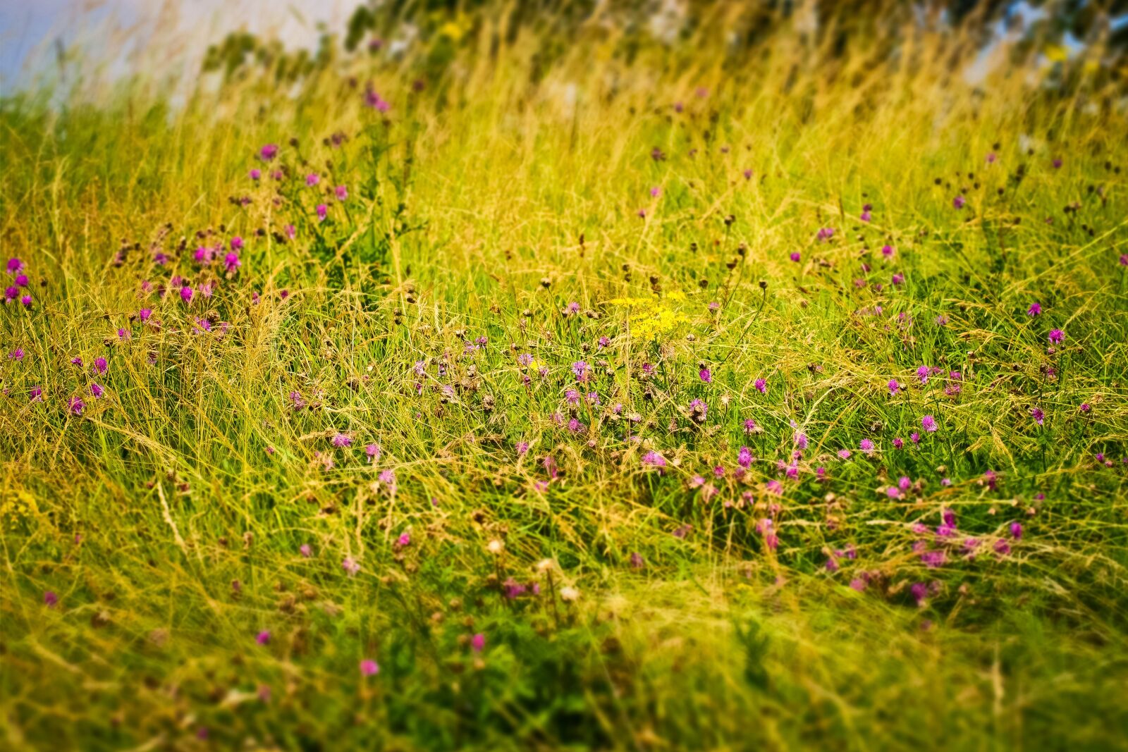 Olympus OM-D E-M10 sample photo. Field, flowers, nature photography