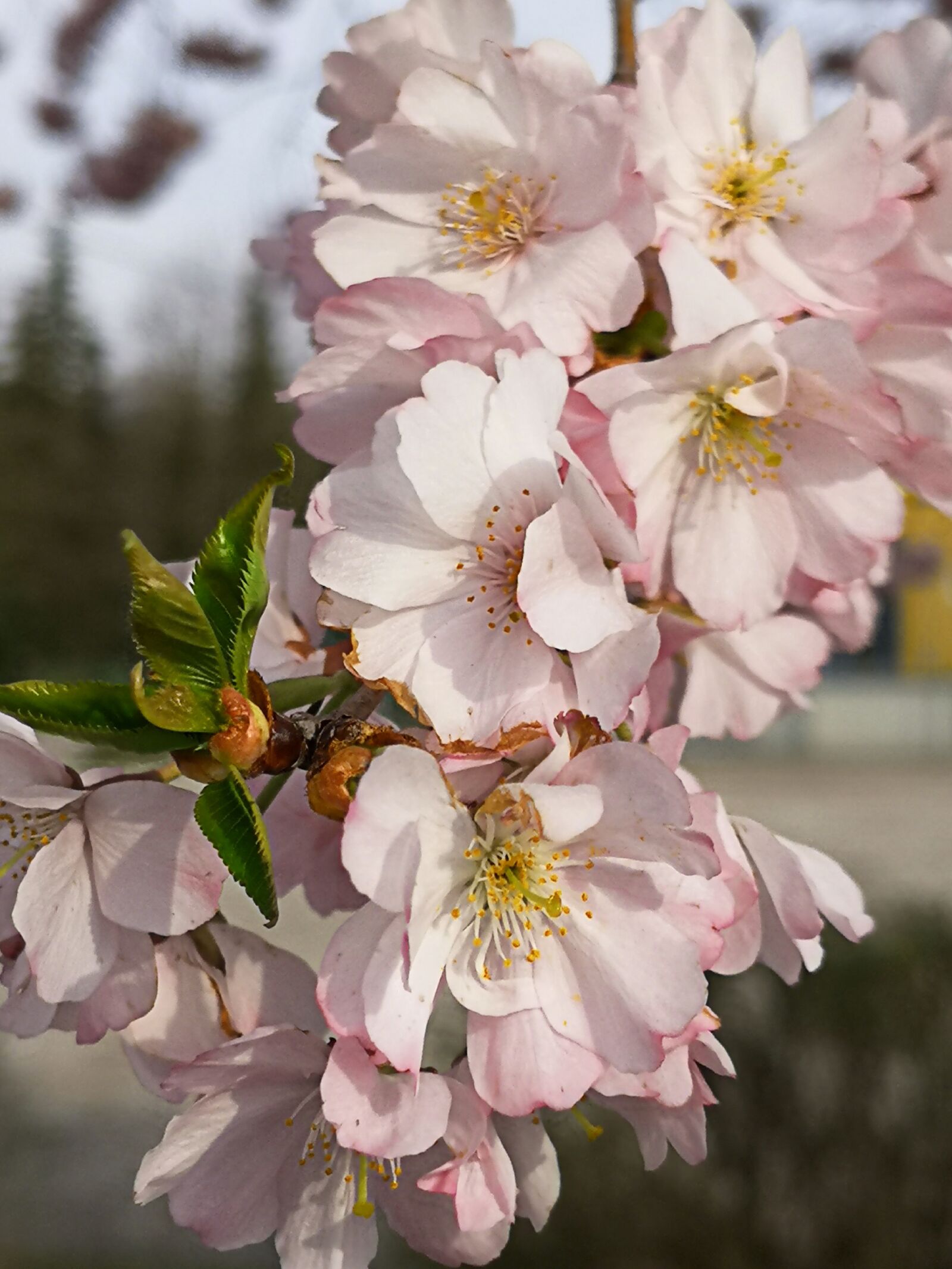 HUAWEI P20 sample photo. Flowers, pink, nature photography