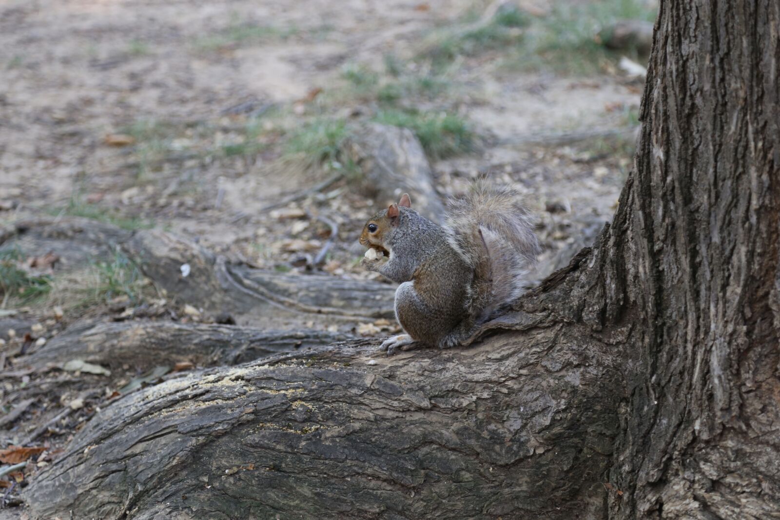 Canon EOS 6D + Canon EF 24-105mm F4L IS USM sample photo. Squirrel, rodents, animal photography