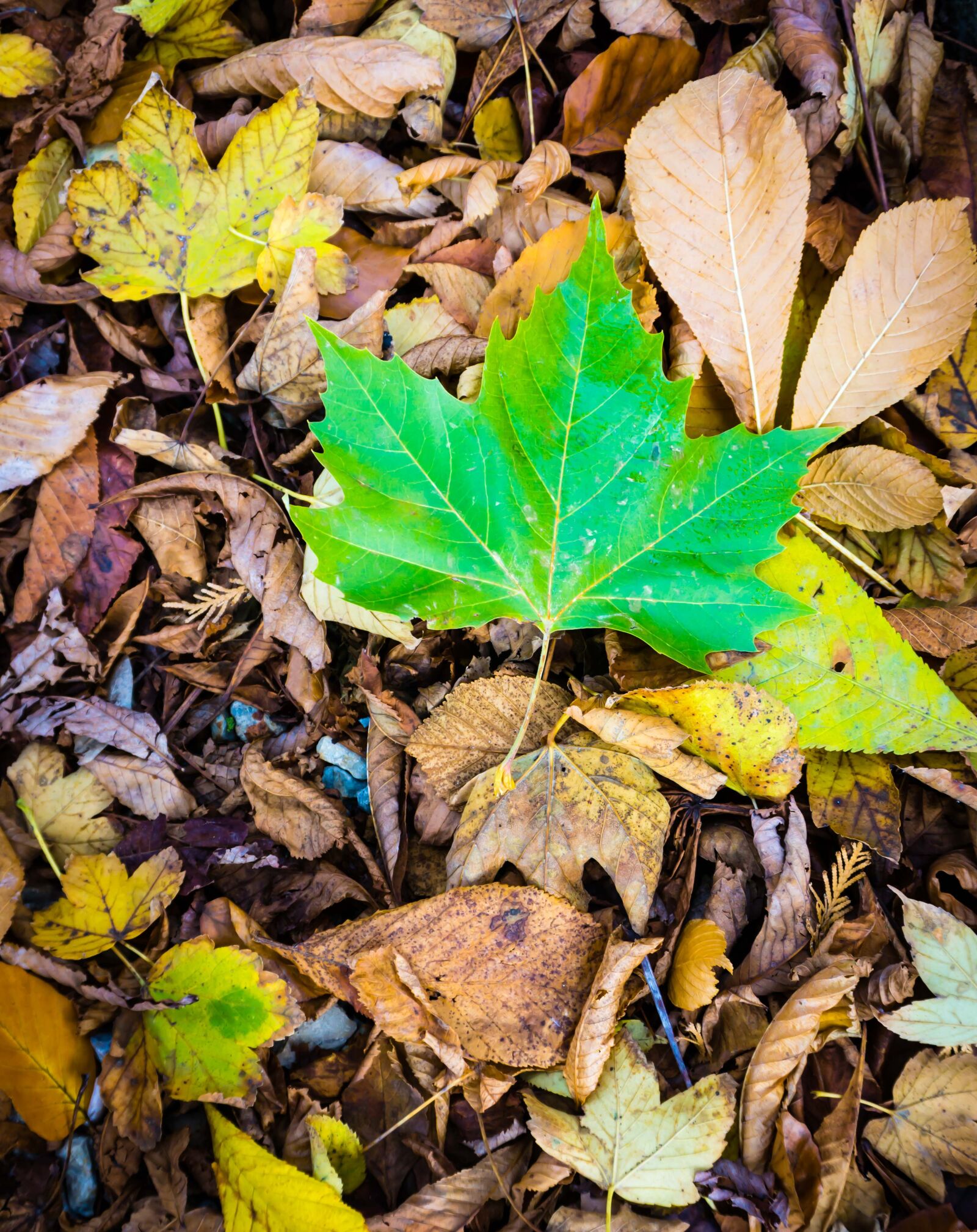 Sony a6000 sample photo. Leaf, autumn, season photography