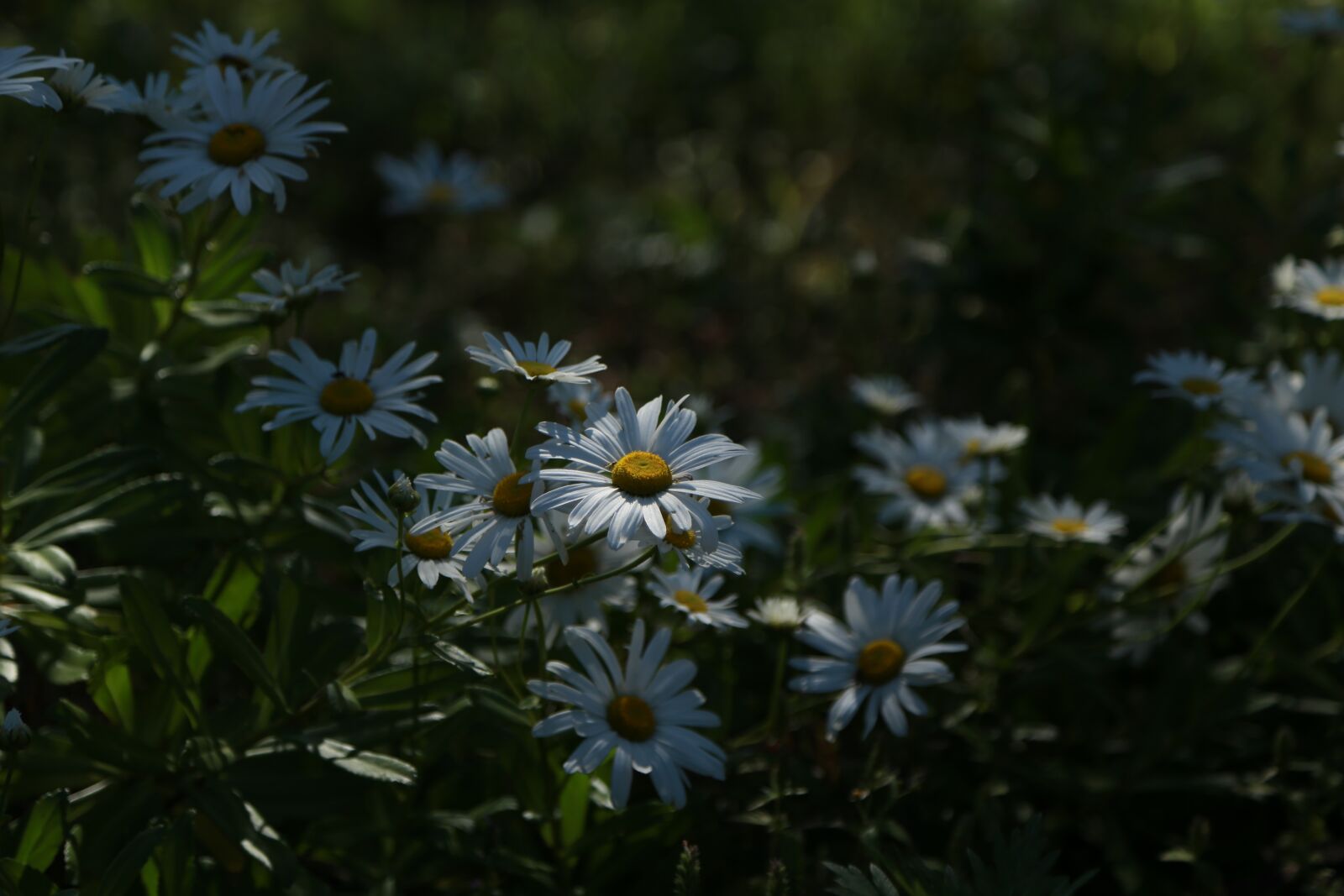 Canon EOS 6D + Canon EF 24-105mm F4L IS USM sample photo. Chrysanthemum, flowers, nature photography