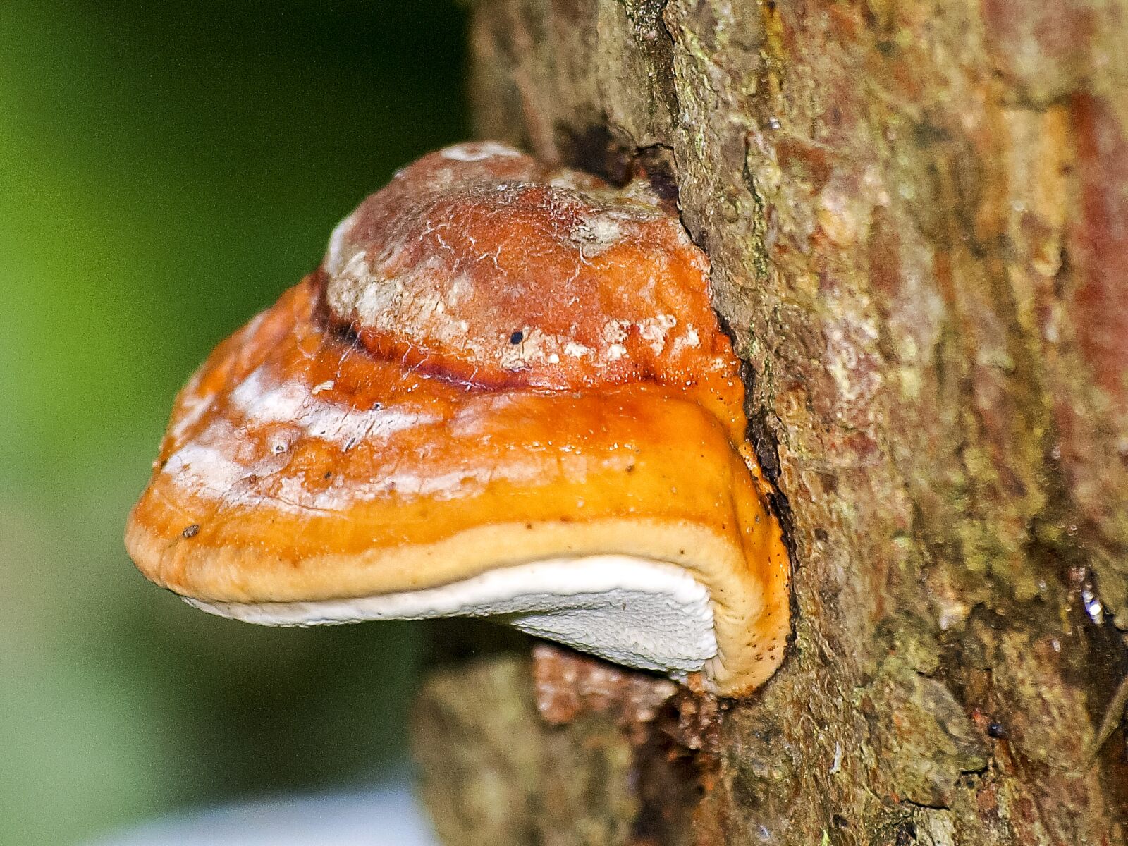 Olympus E-3 sample photo. Mushroom, tree fungus, log photography