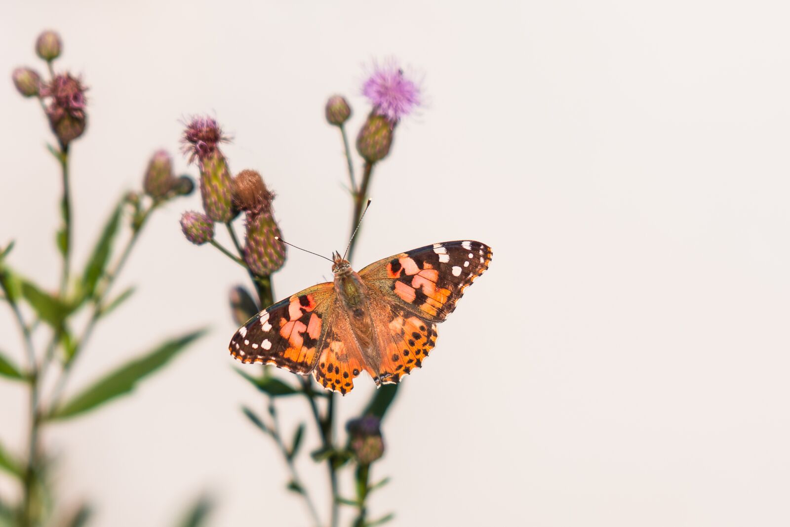 Nikon D7200 sample photo. Butterfly, nature, insect photography