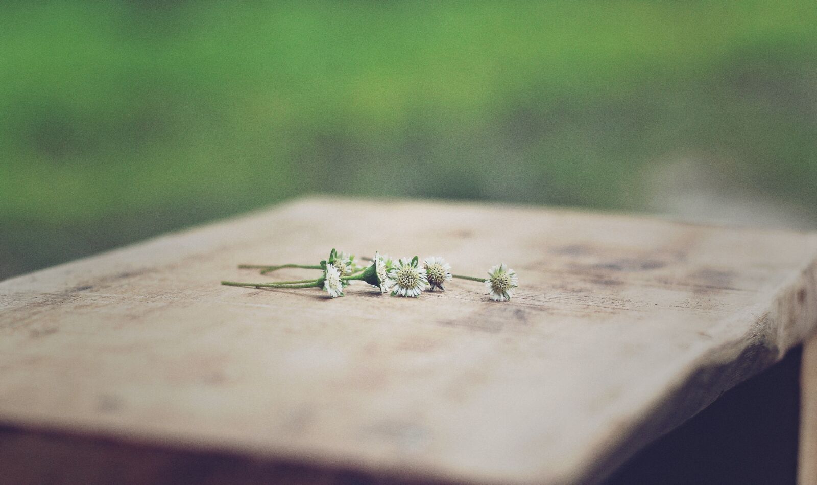 Canon EOS 60D + Canon EF 50mm F1.8 II sample photo. Weed, flower photography
