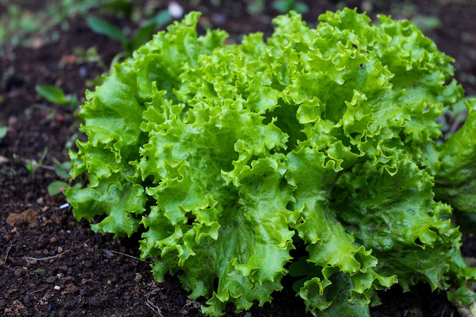 Canon EOS 1300D (EOS Rebel T6 / EOS Kiss X80) sample photo. Food, lactuca sativa, vegetable photography