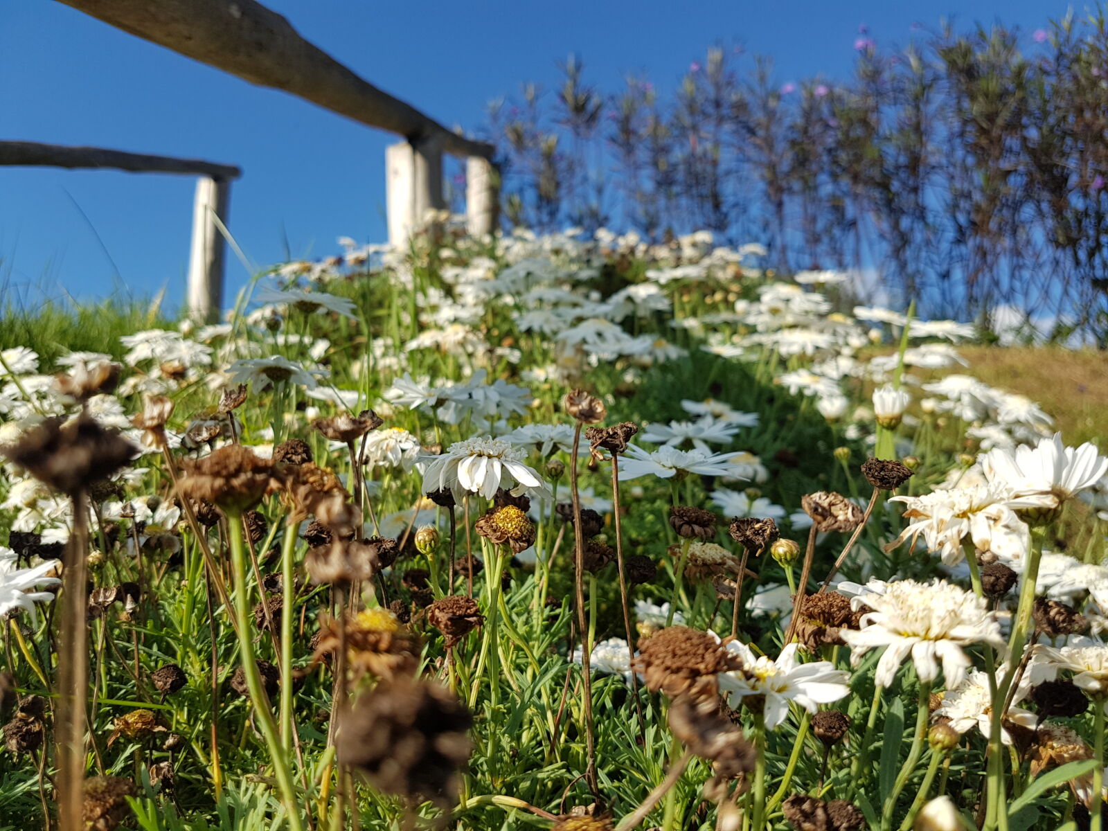 Samsung Galaxy S7 Edge sample photo. Beautiful, flowers, mothernature, outdoor photography