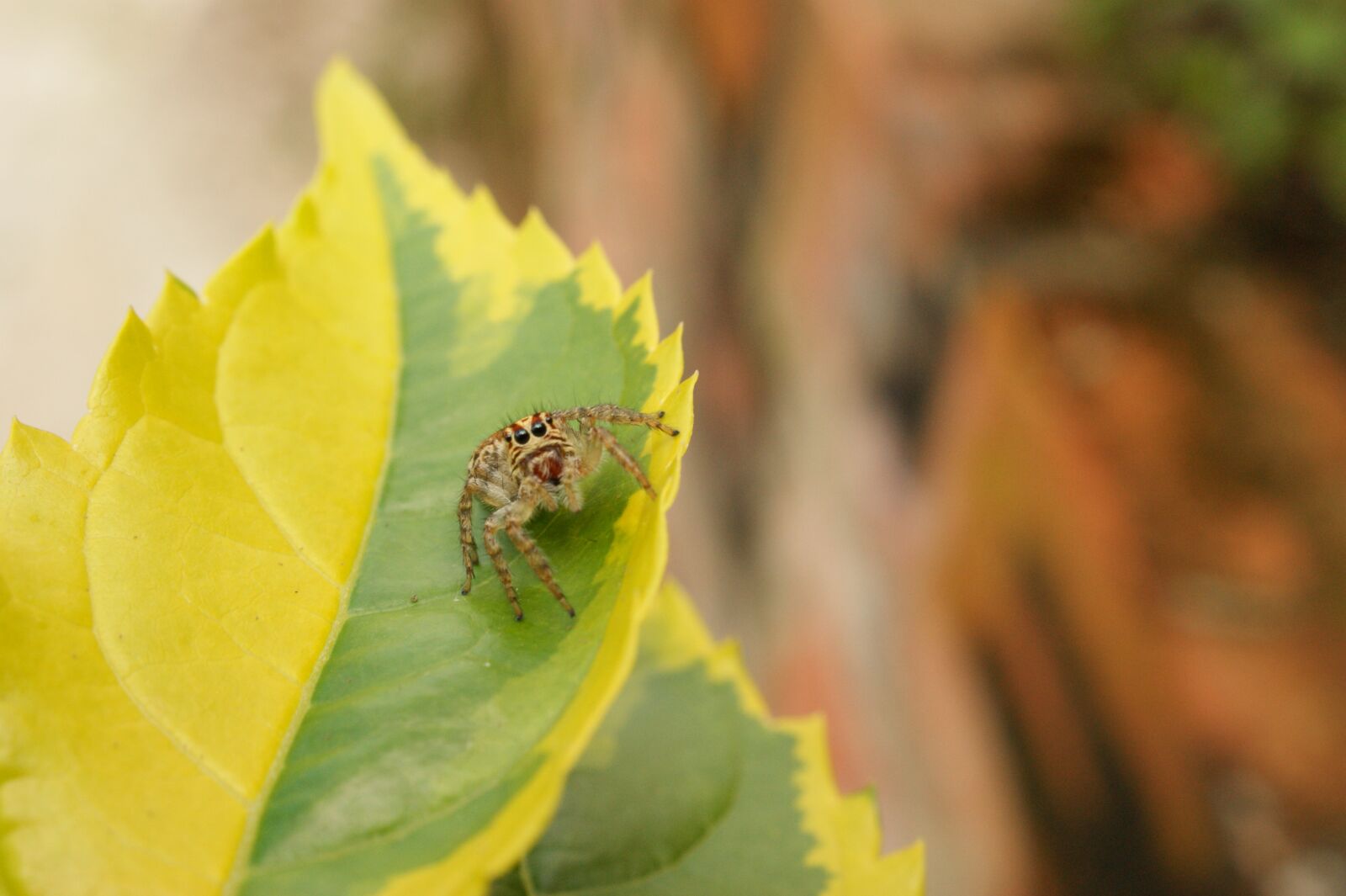 Sony Alpha DSLR-A390 sample photo. Nature, insects, spider photography